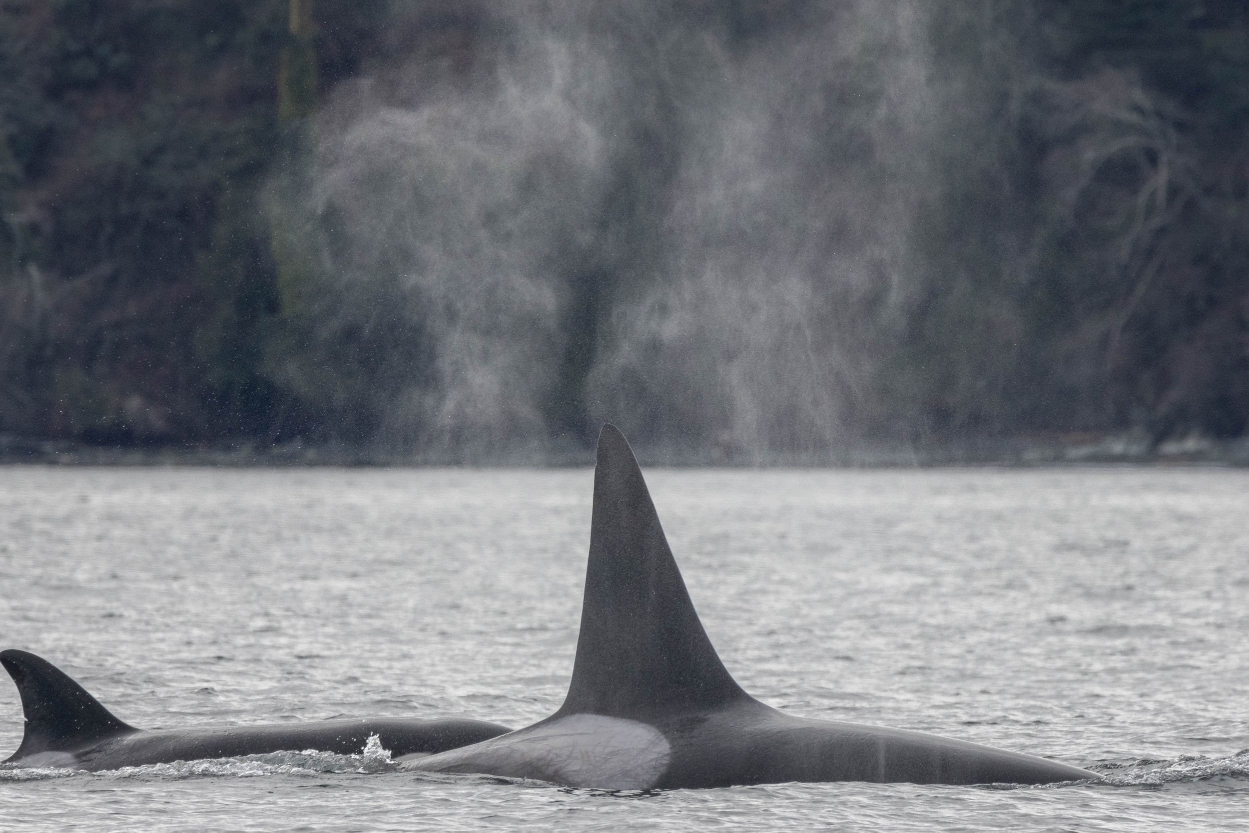 February 25, 2025 - The T085s outside of Nanaimo! 