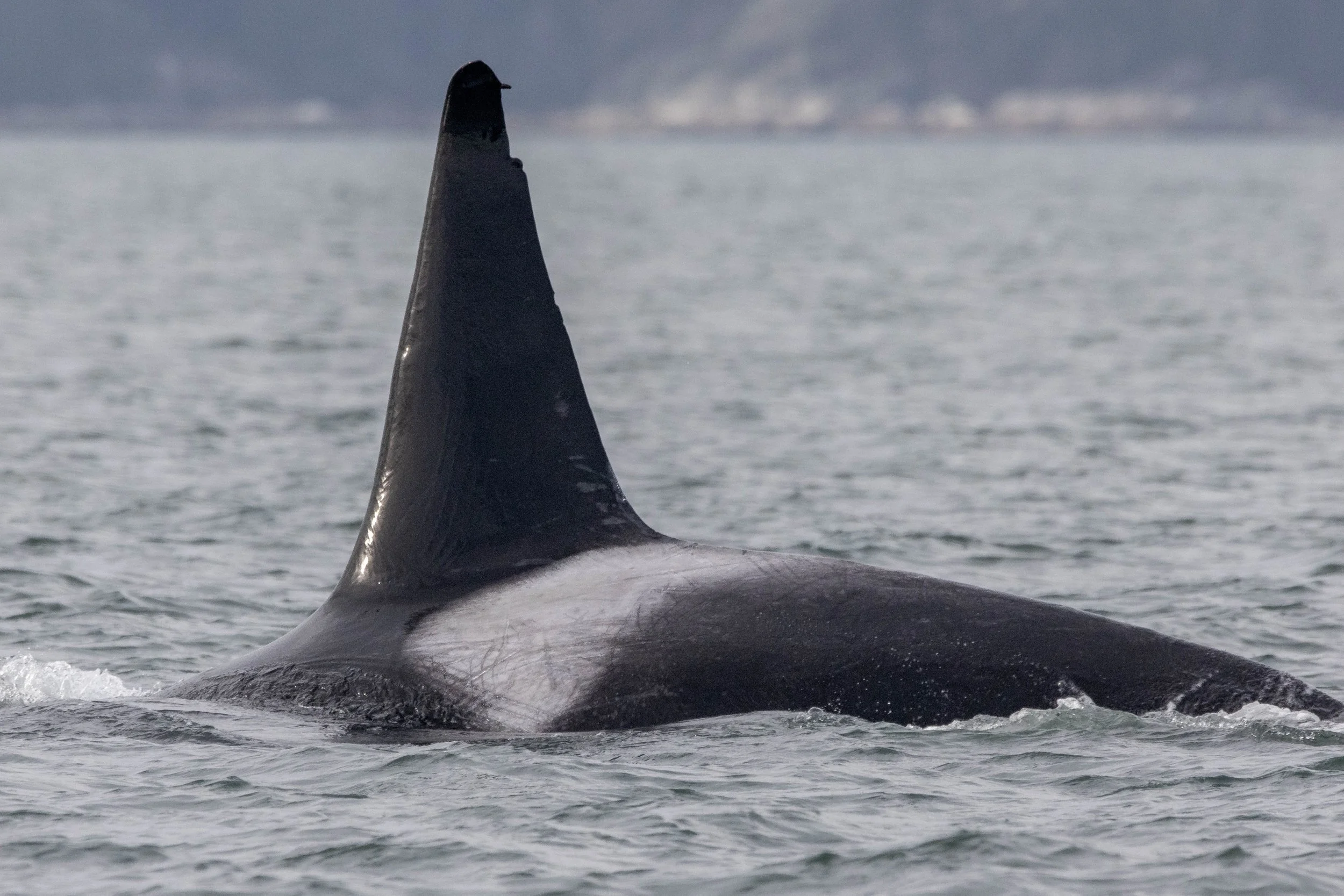 March 1, 2025 - A favourite pair of Orca in Vancouver!