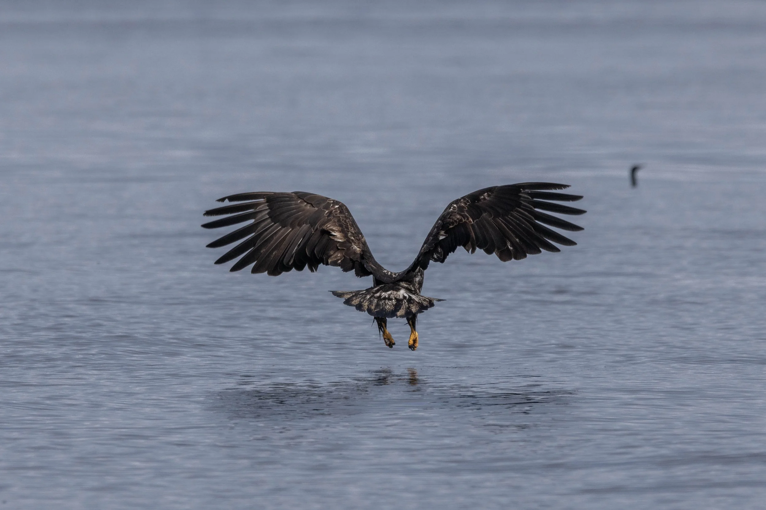 March 3, 2025 - Herring Spawn! 