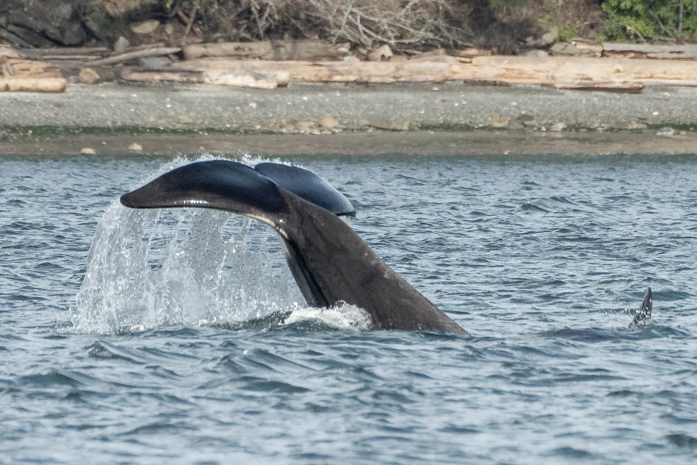 March 14, 2025 - T019s and T049As hunting in Pylades Channel