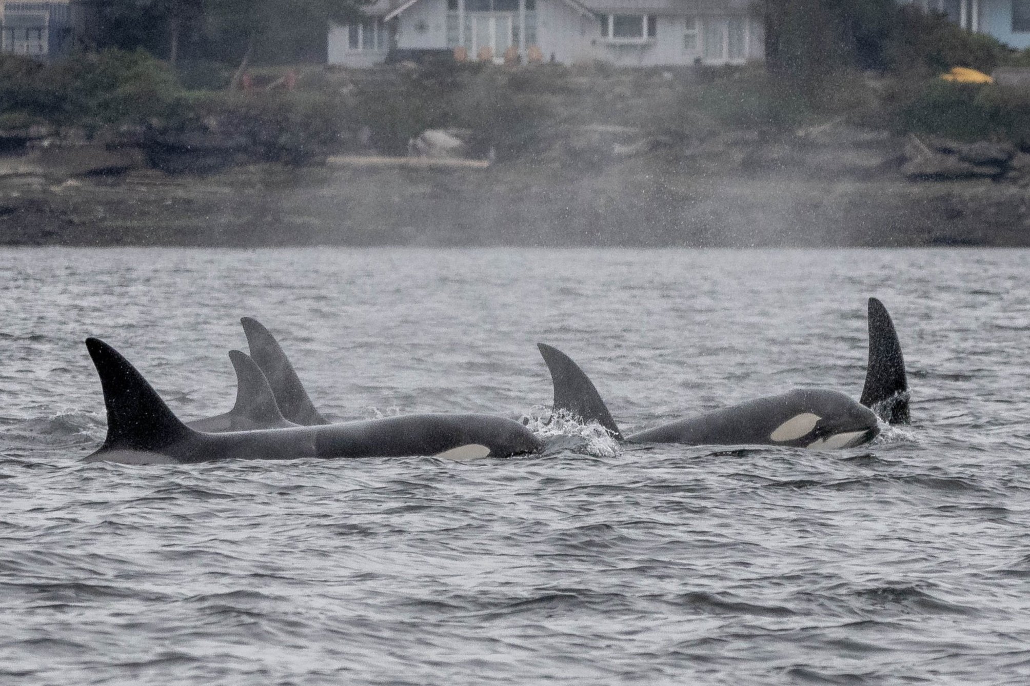 March 22, 2025 - 3 different groups of orca in one trip!