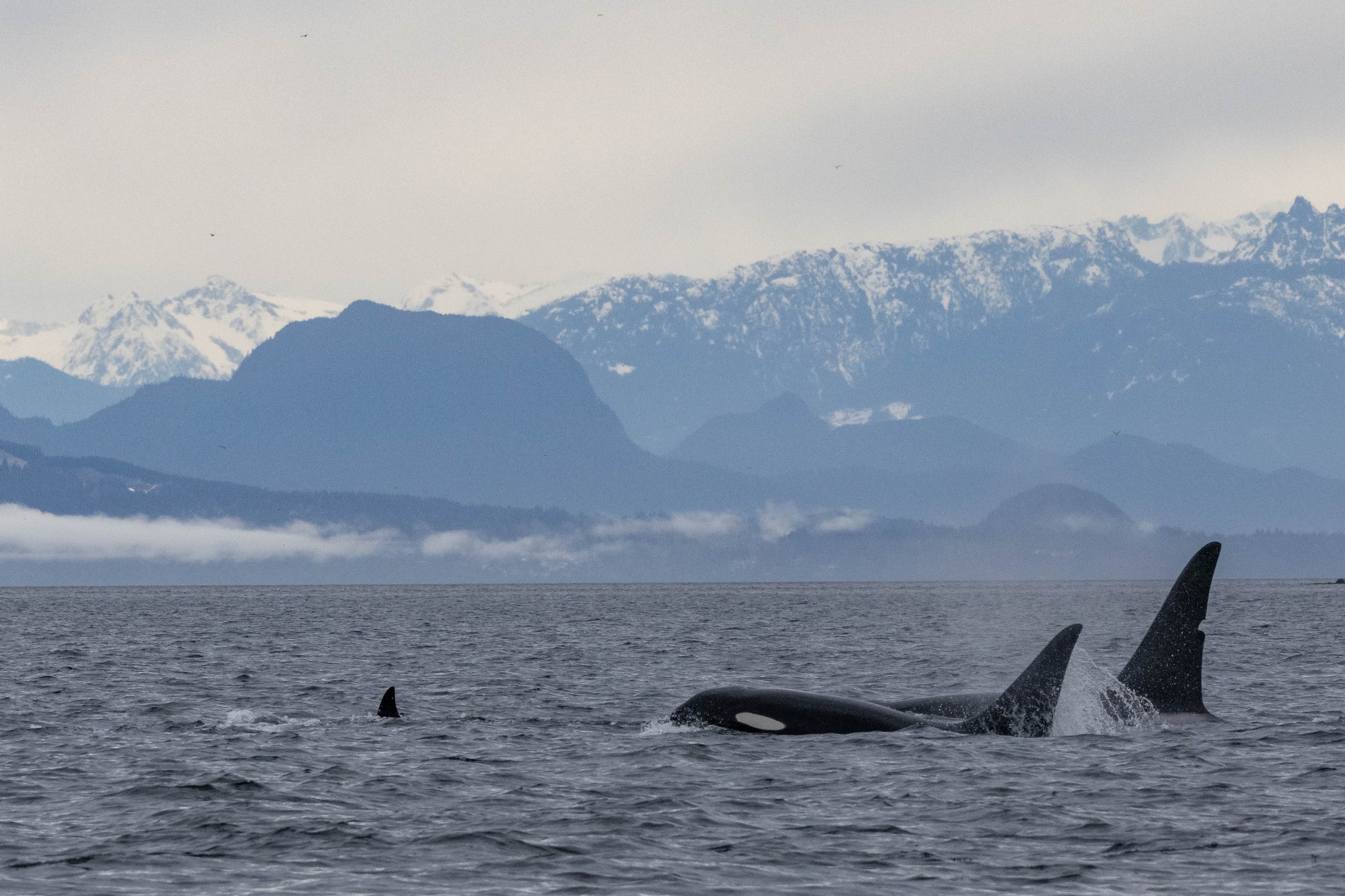 March 26, 2025 - T-party in Northumberland Channel