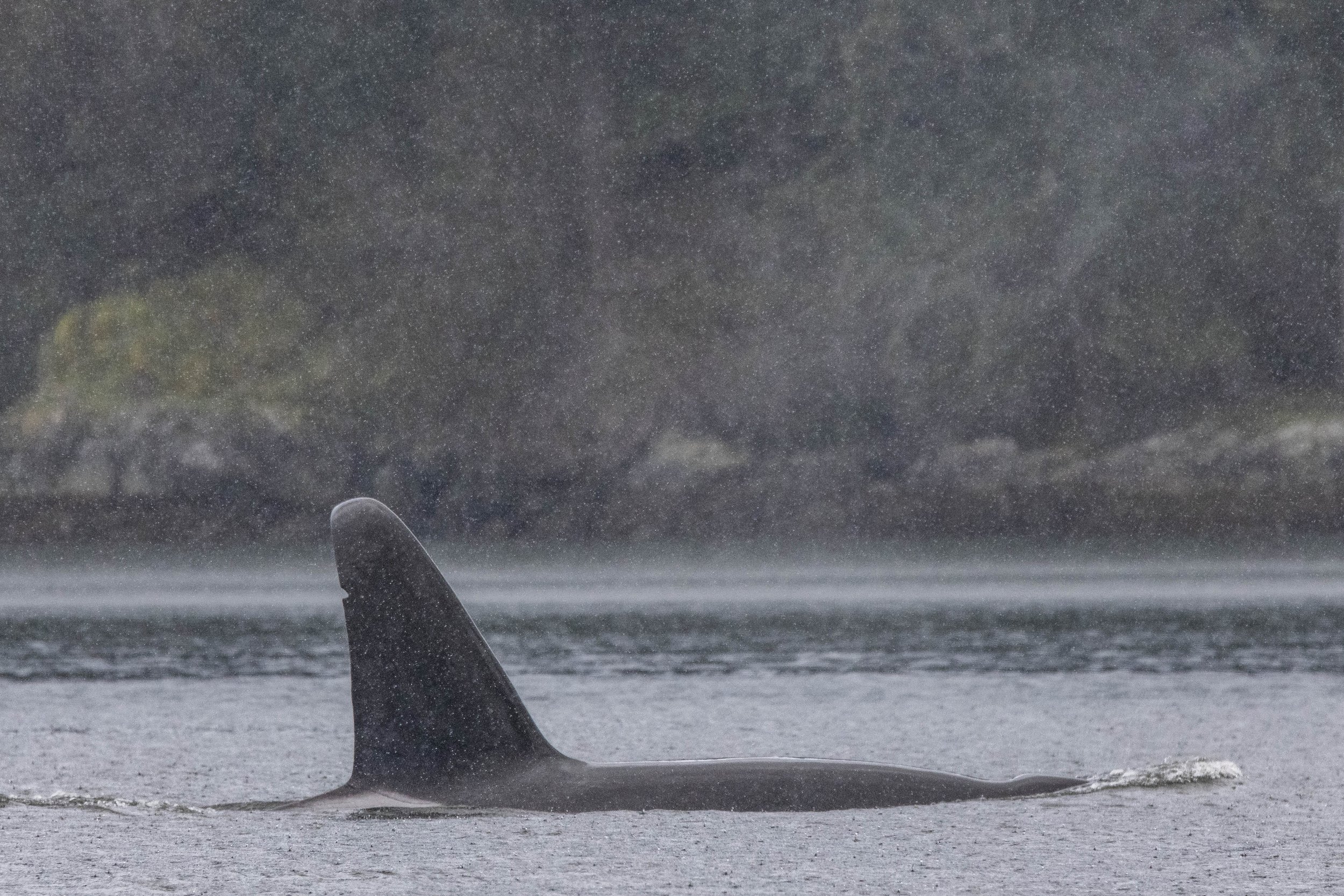 March 29, 2025 - A scenic trip through the beautiful Gulf Islands. 