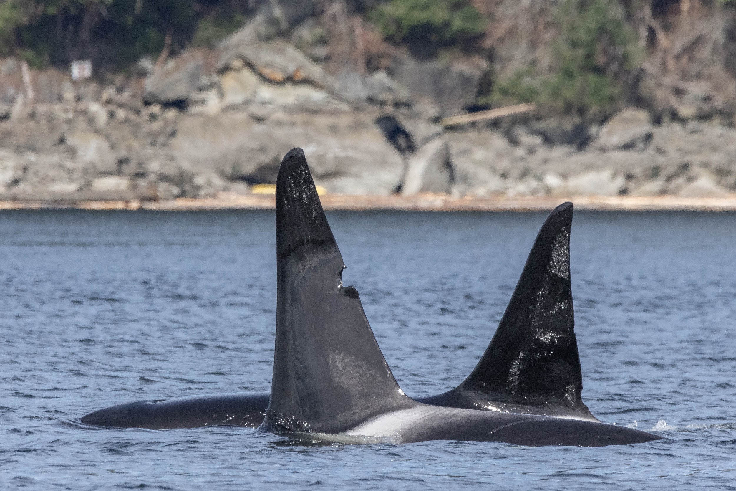 March 31, 2025 - Orca everywhere! 