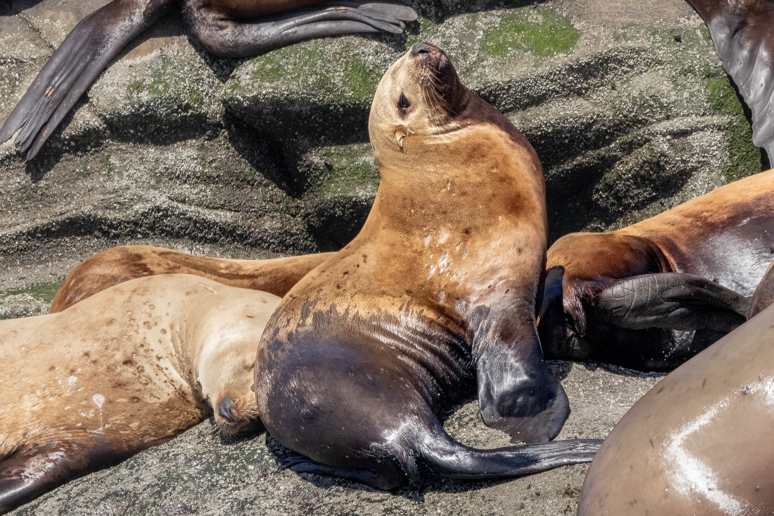 April 3, 2025 - Sleeping sea lions in the sunshine, and an extravaganza of sea birds