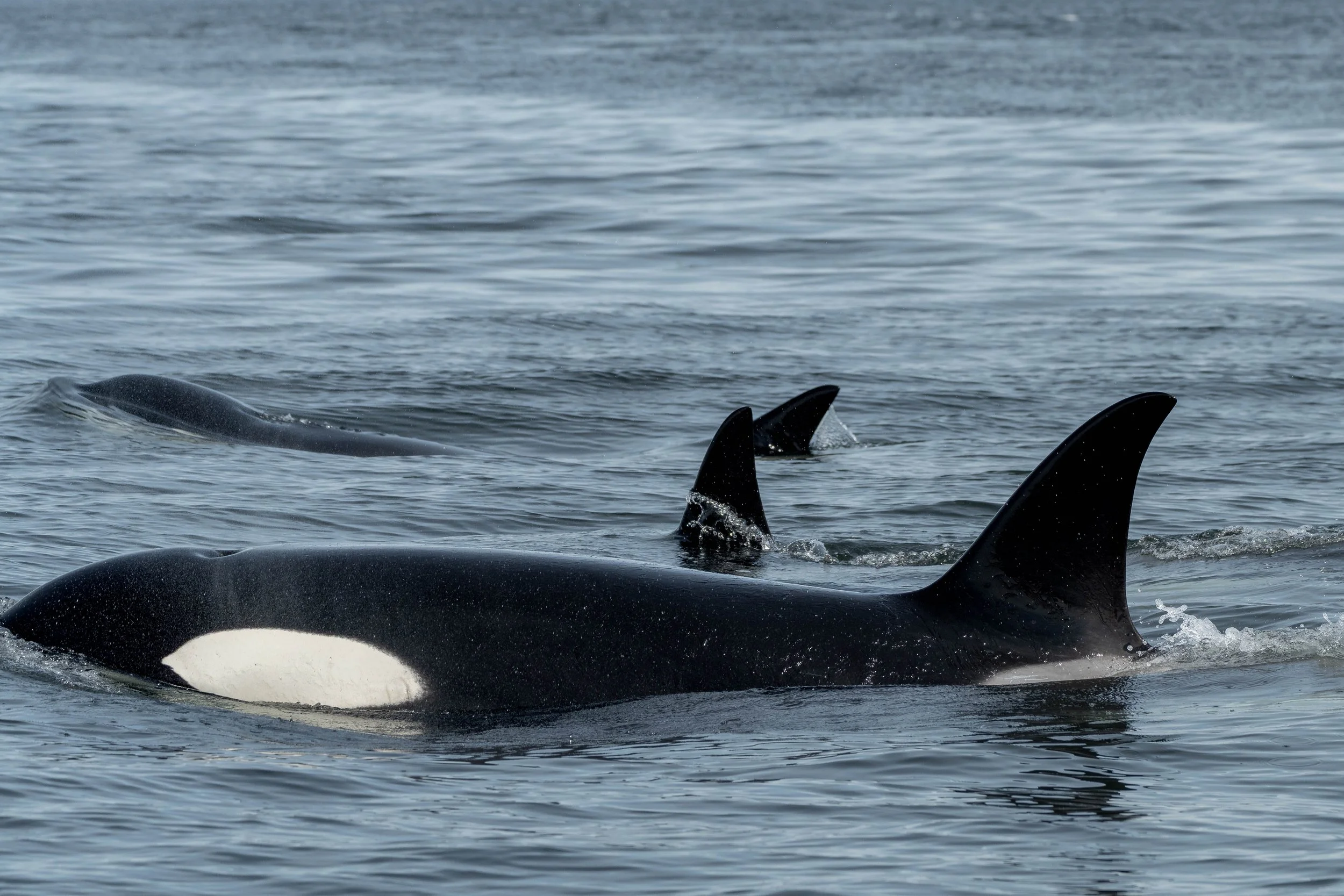 April 4, 2025 - The T046B1 family (and a familiar cousin) right by our home port!