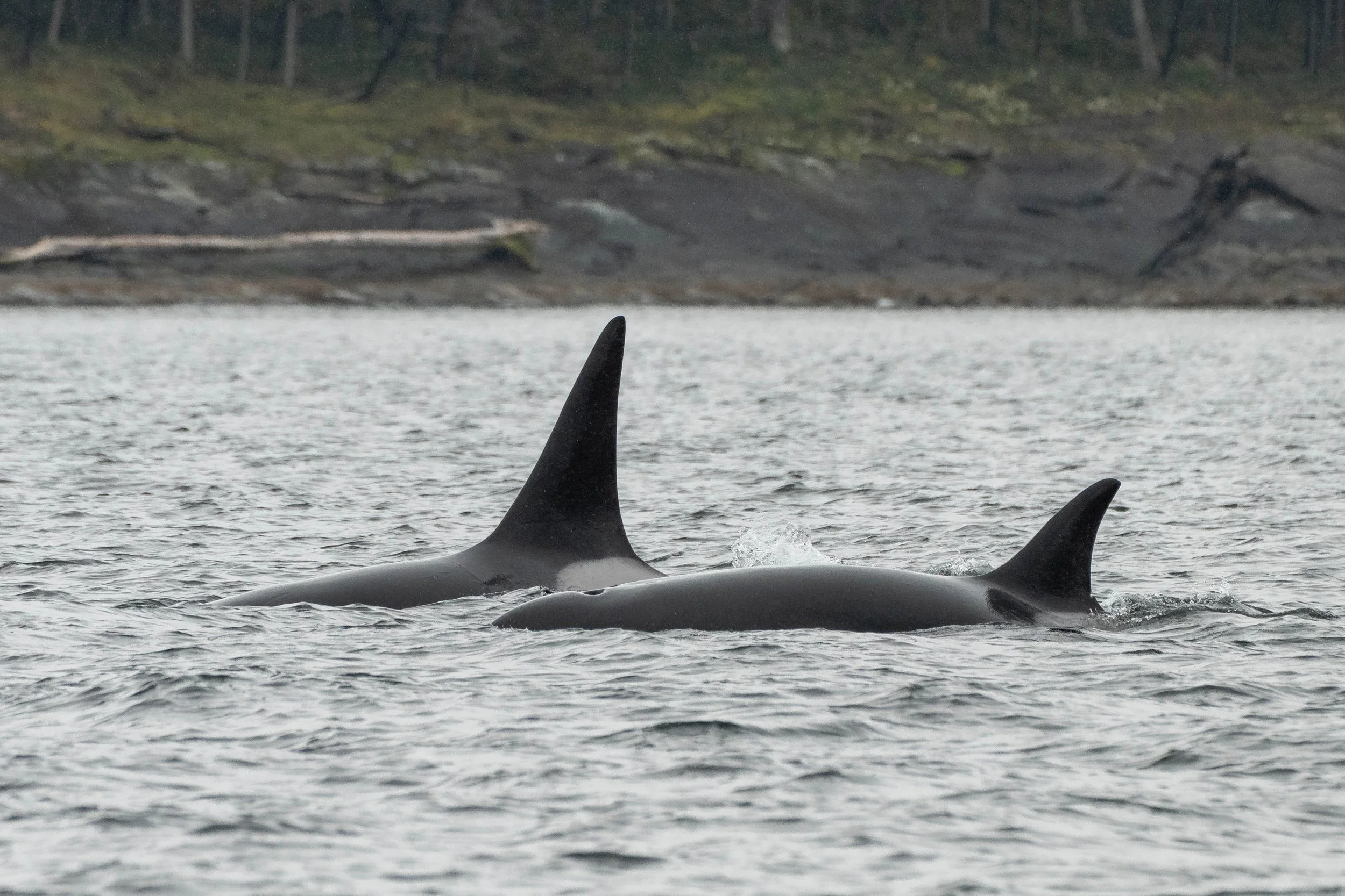 April 7, 2025 - A Double Orca feature with the T075Bs then the T065Bs!