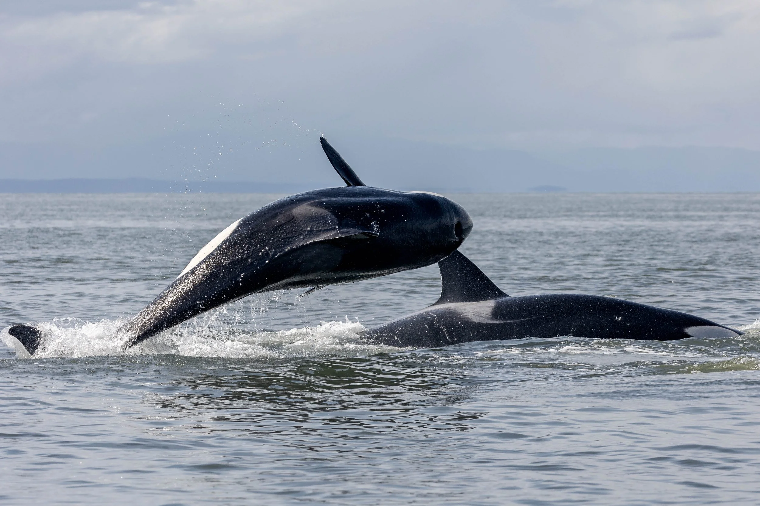 April 11, 2025 - T-party and a hunt. Today's prey: A Steller sea lion