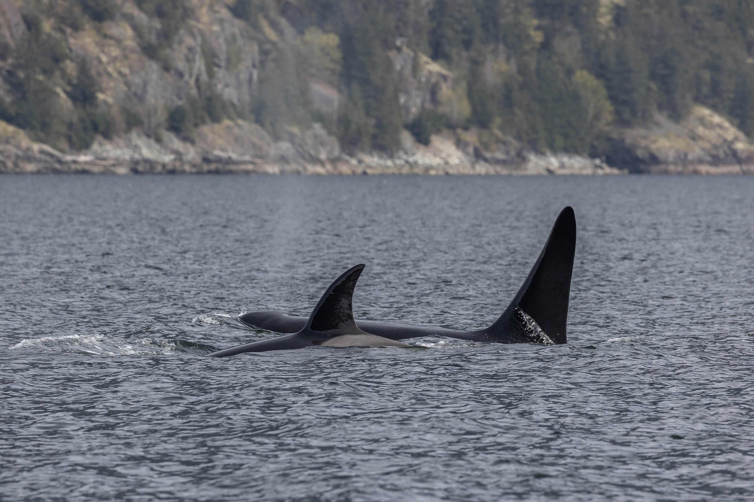 April 13, 2025 - The T101s travelling with Spinnaker in Howe Sound
