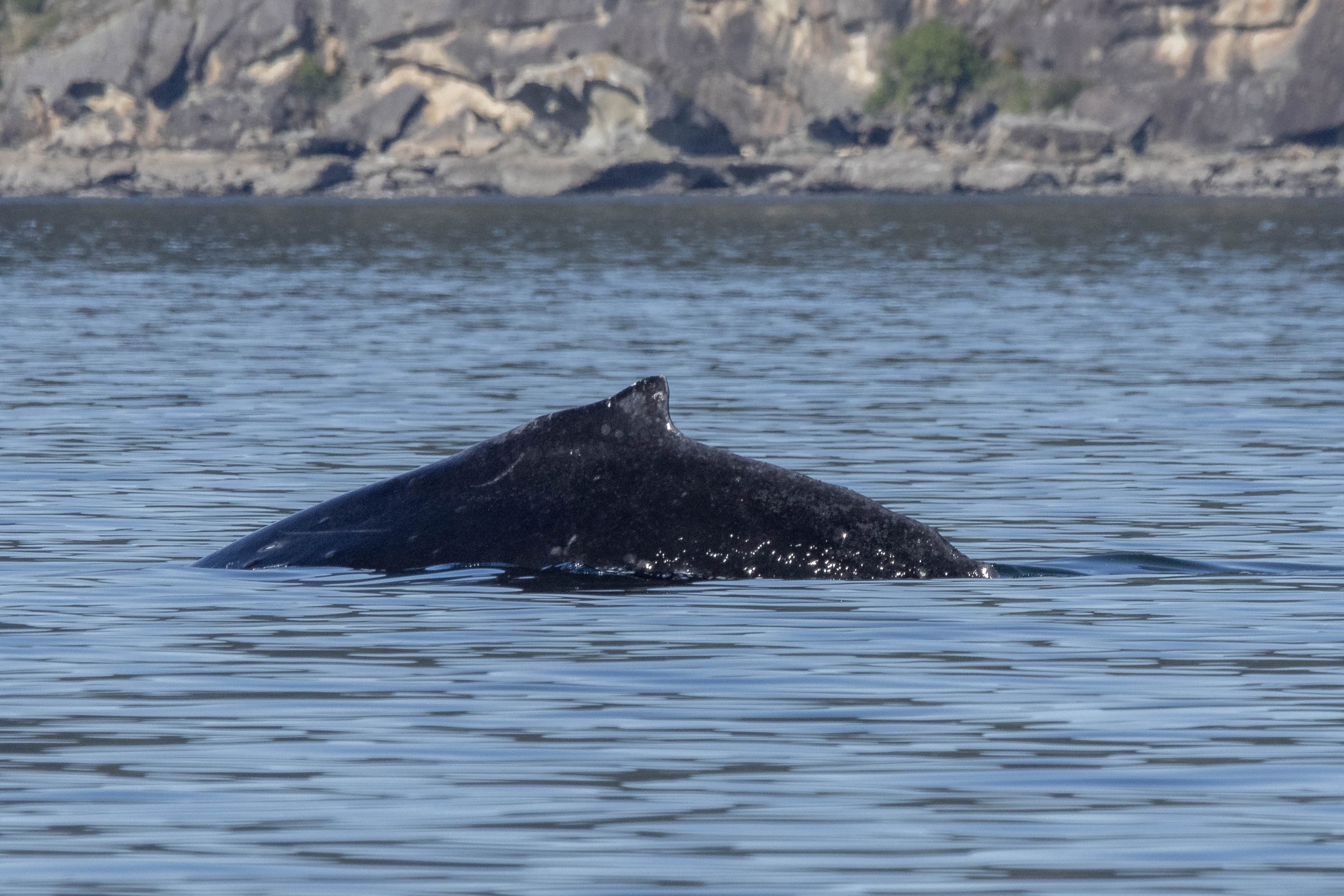 April 17, 2025 - A Wisp-er of whales!