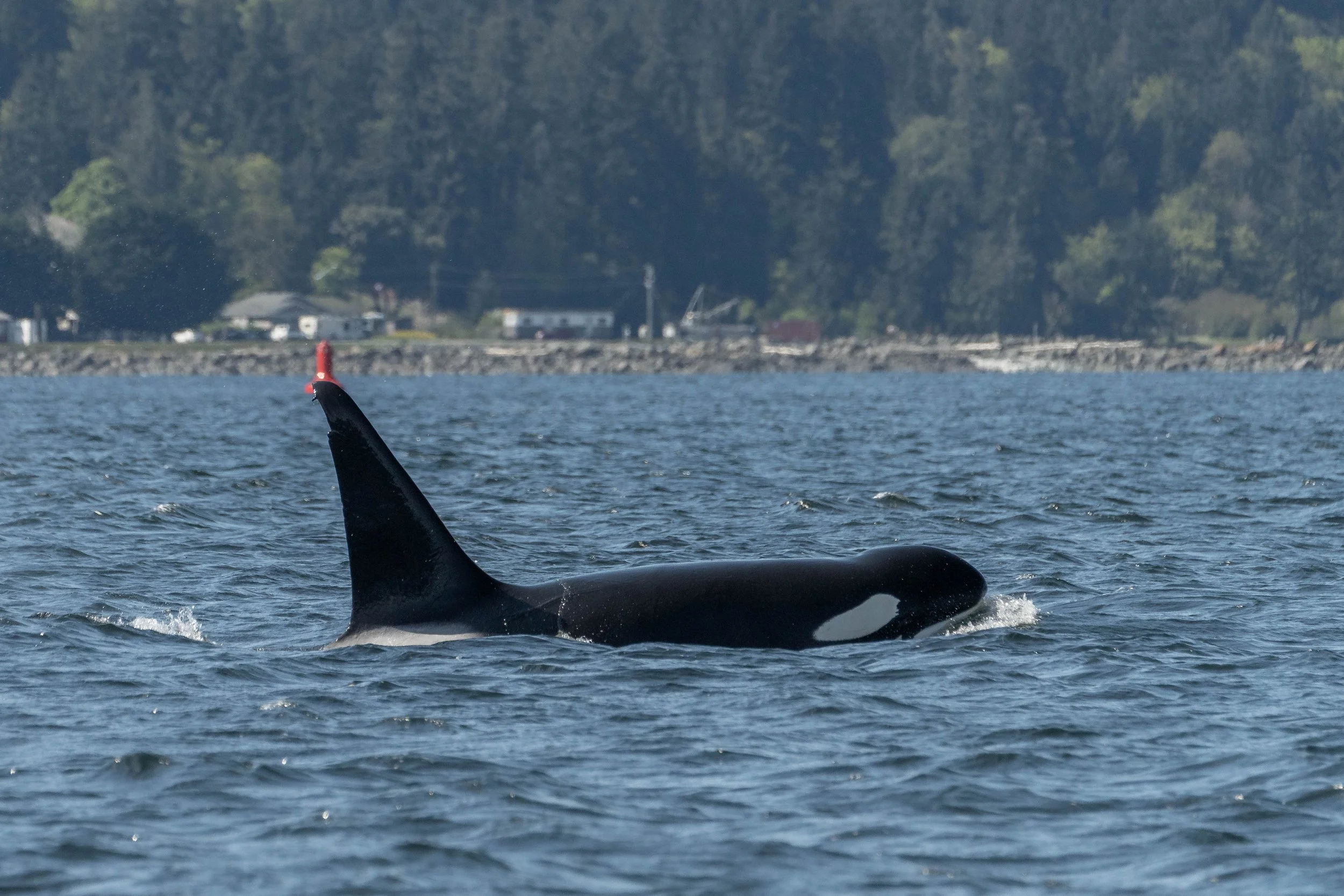 April 21, 2025, 10:00 am - Harbeson and Cooper spending time together near Nanaimo