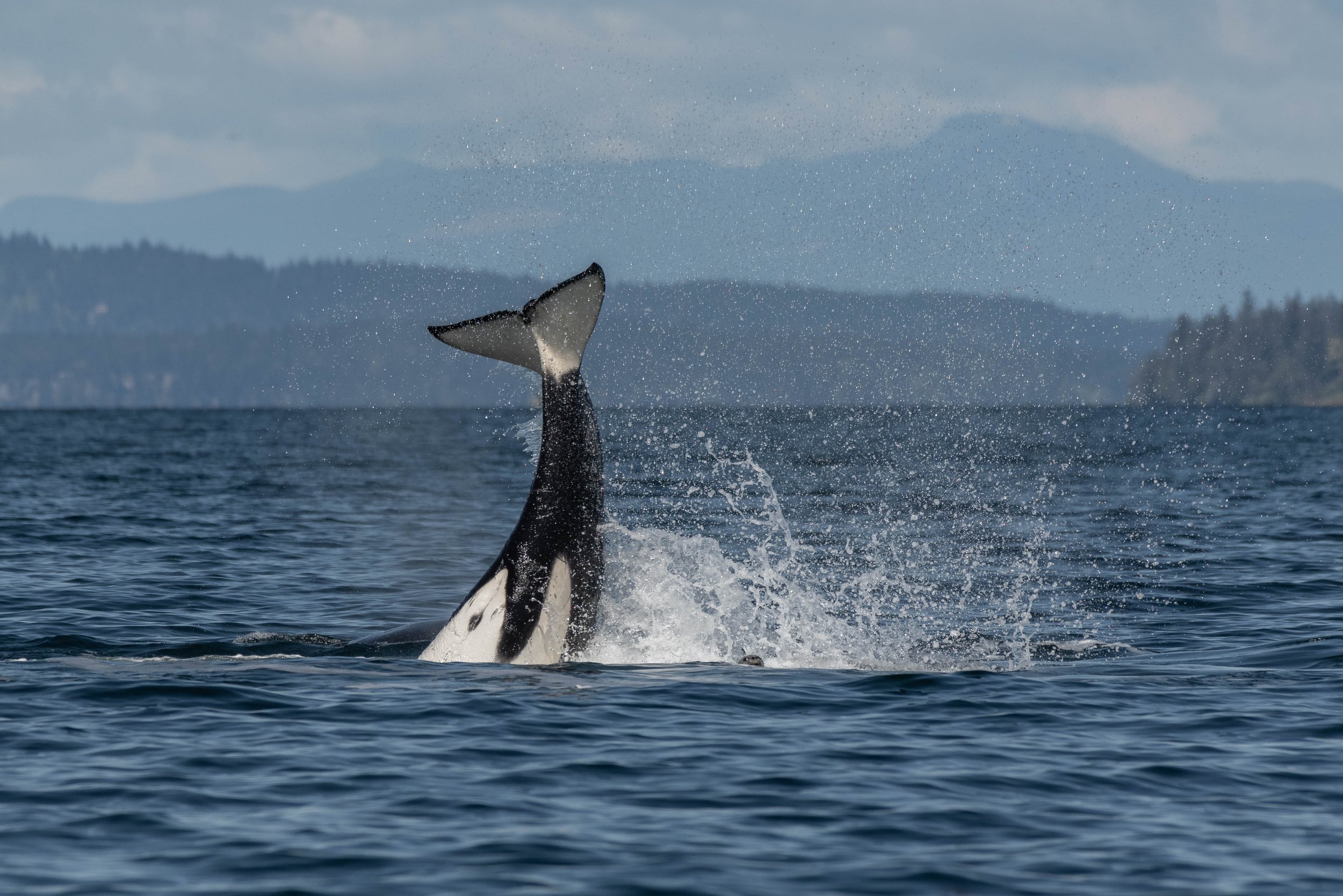 April 22, 2025 - A mis-match of Orca Hunting &amp; travelling throughout the Southern Gulf Islands