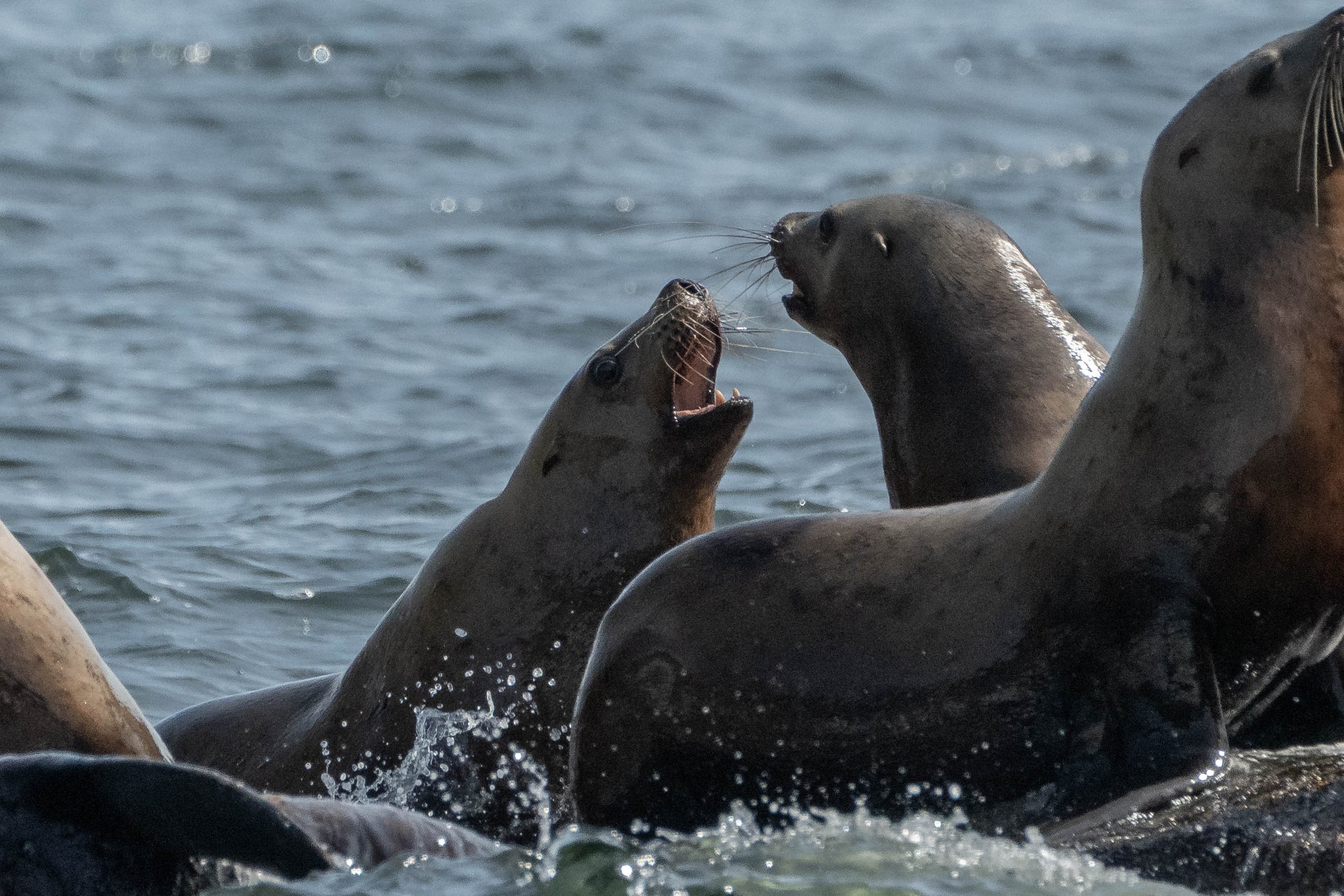 April 25, 2025 - An Adventure Through the Southern Gulf Islands with Plenty of Wildlife