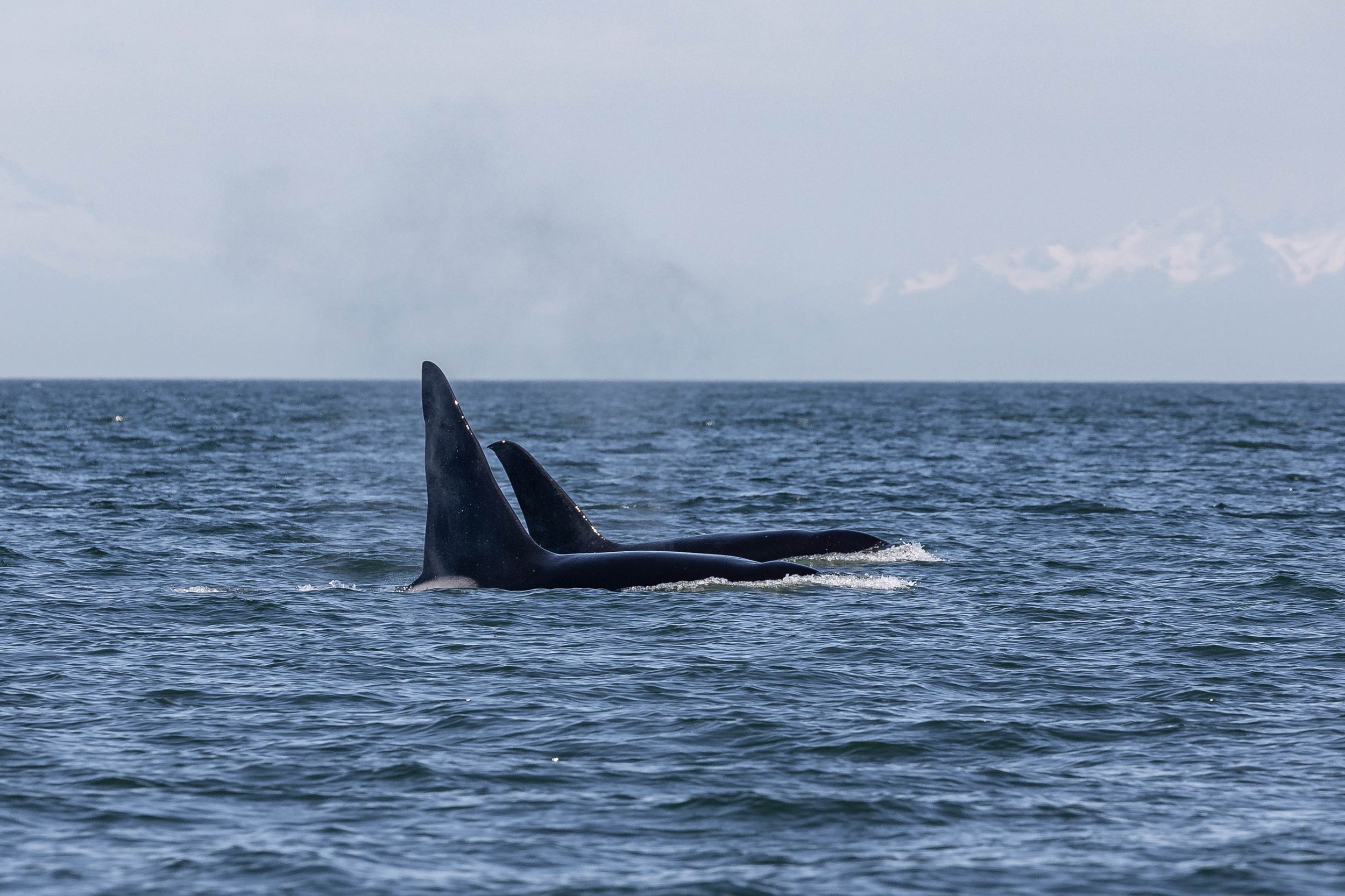 May 2, 2025 - T019s and T049A2 Jude travelling in the Strait