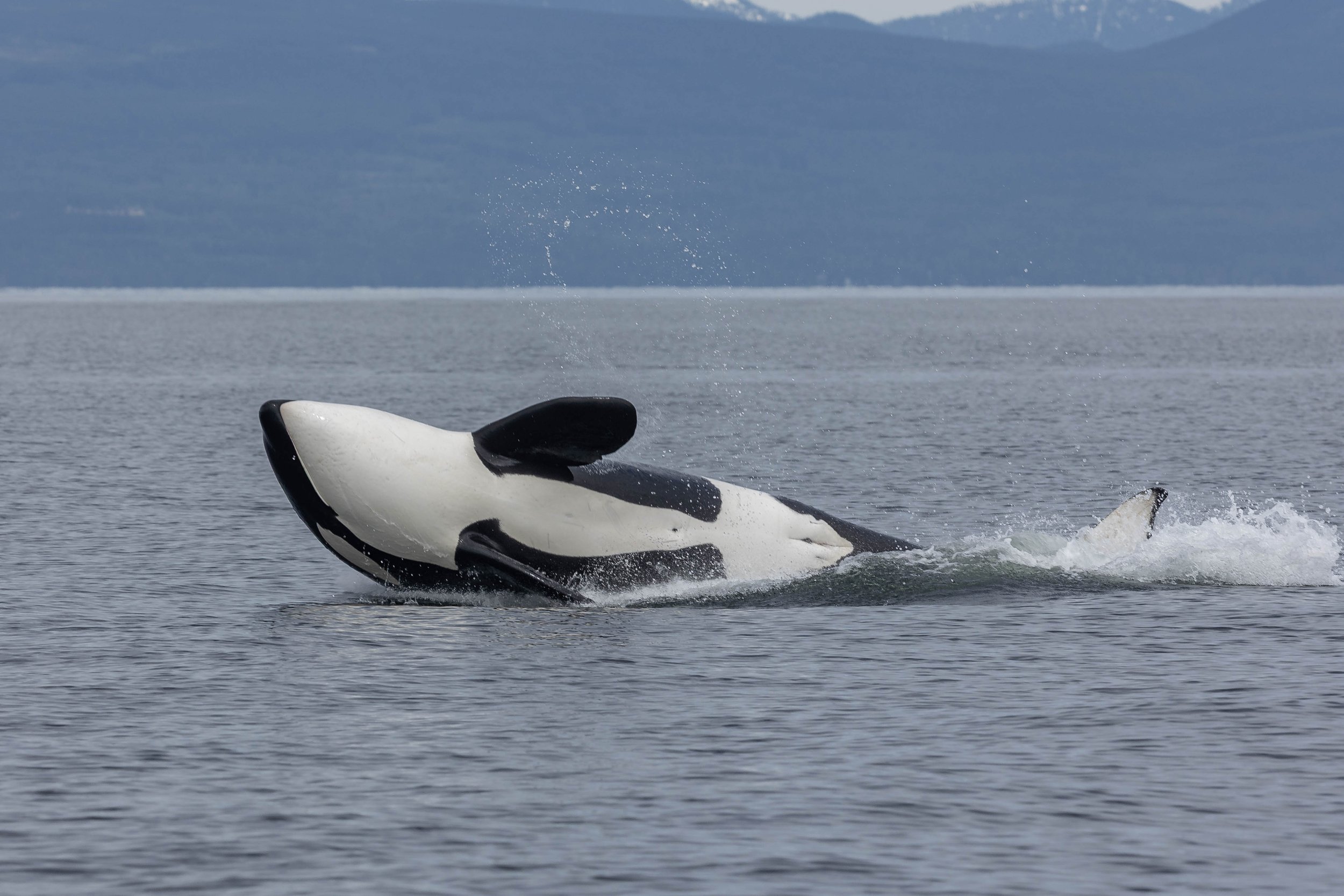 May 5, 2025 - Our First Double-Species Day of the Season!