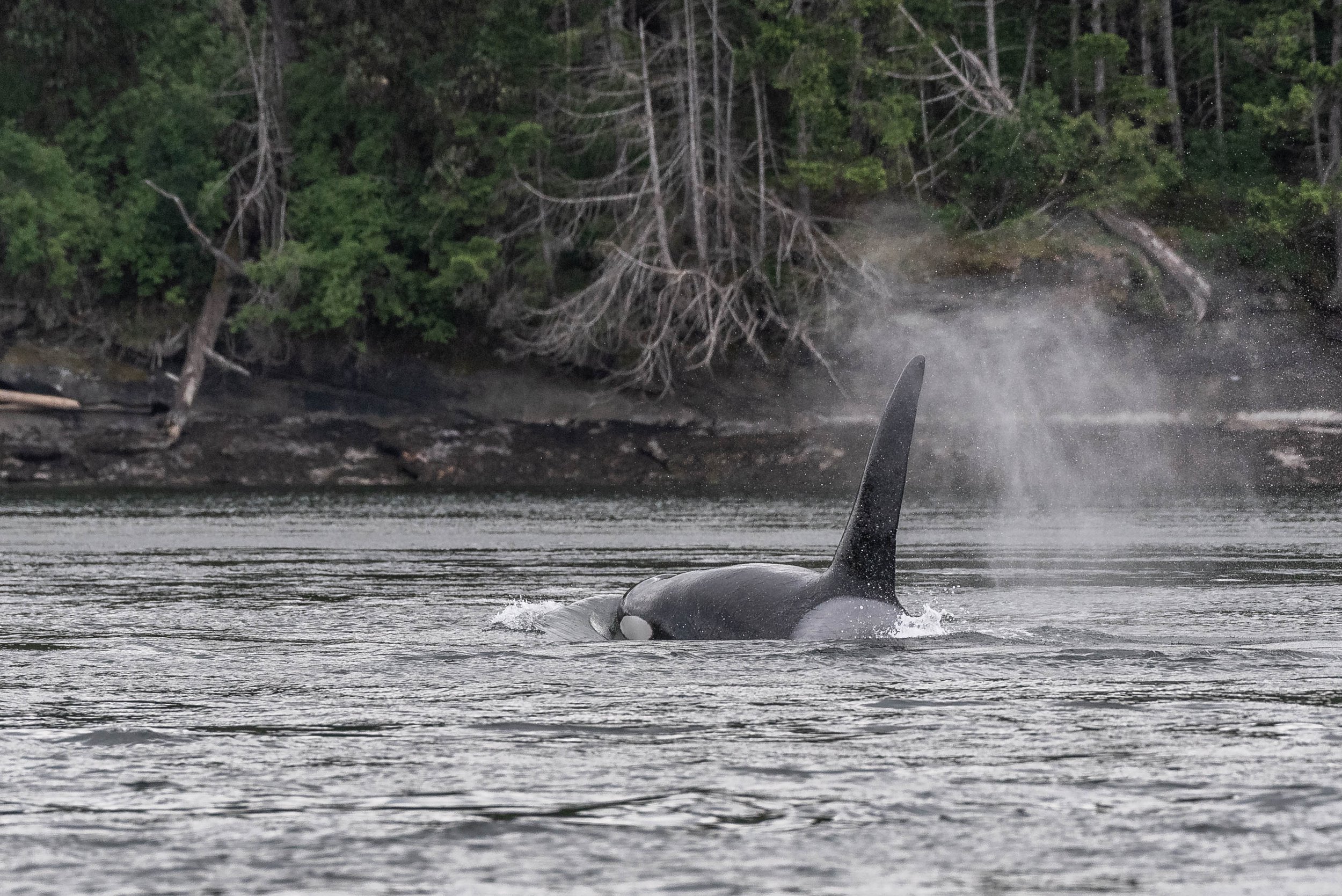 May 10, 2025 - A Breaching Good Time!