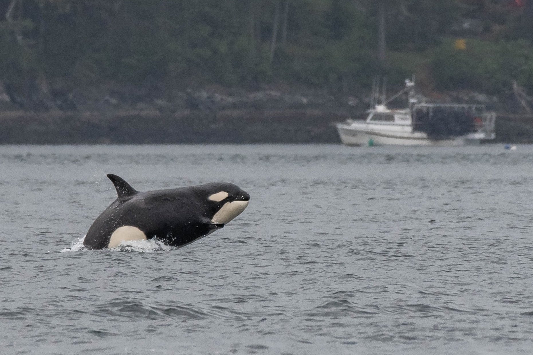 May 15, 2025 - Current-ly attempting to cross through Dodd Narrows!