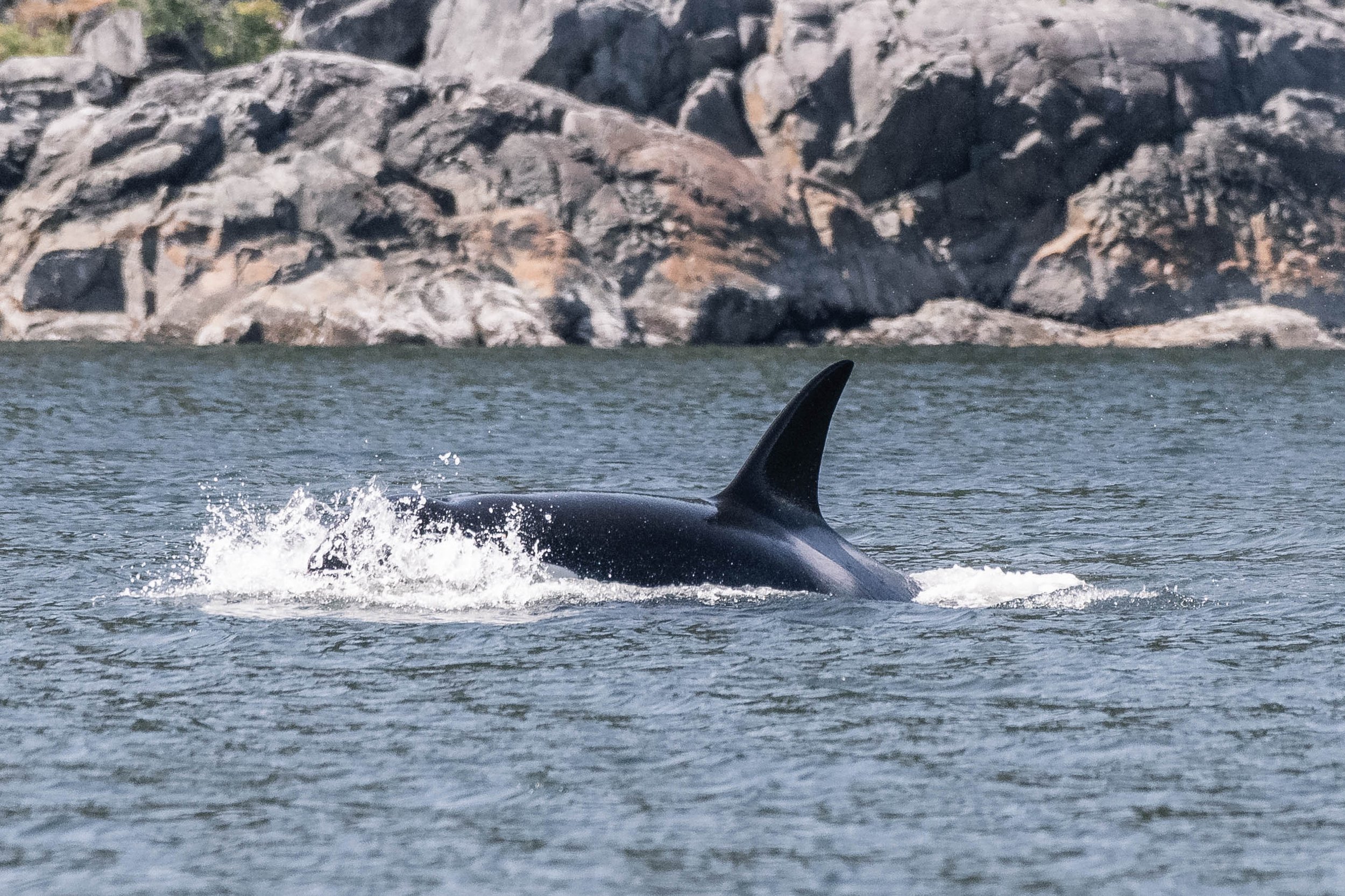 May 22, 2025, 12:00 PM - Double humpbacks and the T071Bs not too far from them. 