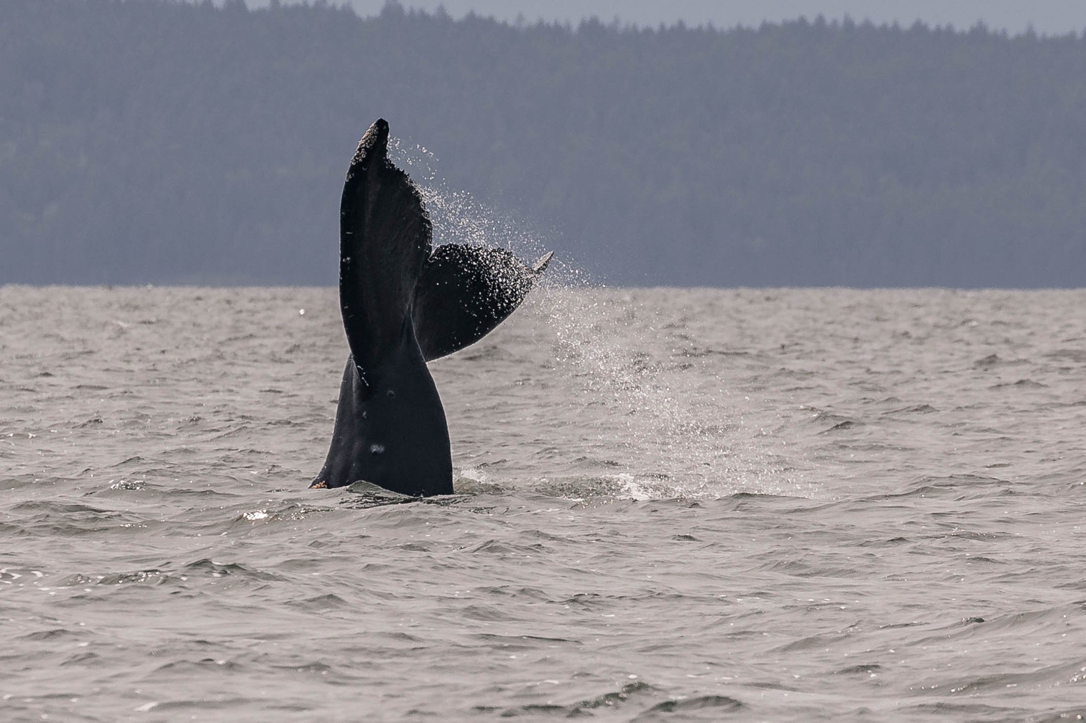 May 23, 2025 - Helen and Mow a duo of humpbacks, and a lot of other wildlife spotted today! 