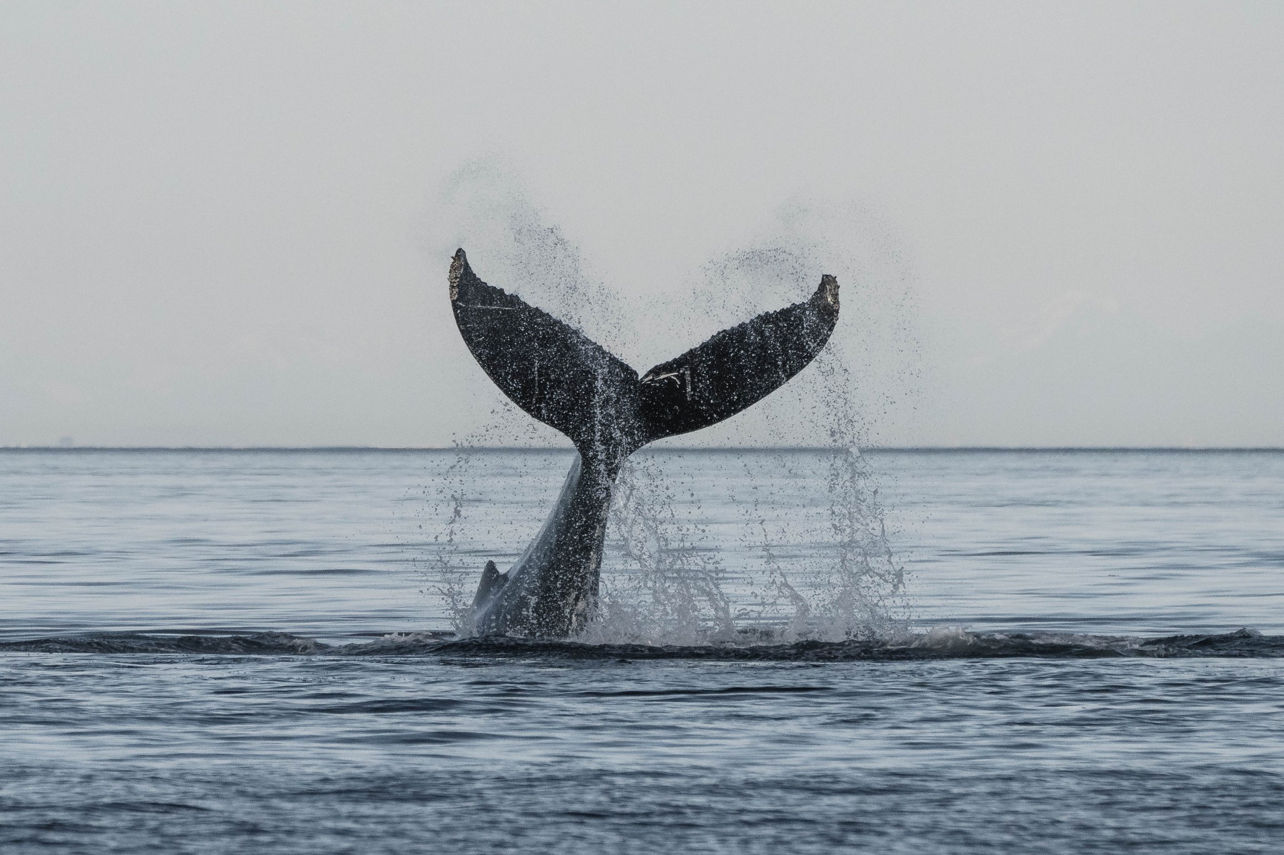 May 24, 2025, 3:30 PM - A solo Noah and Beak, Dalmatian and Scuba playing in the Strait. 