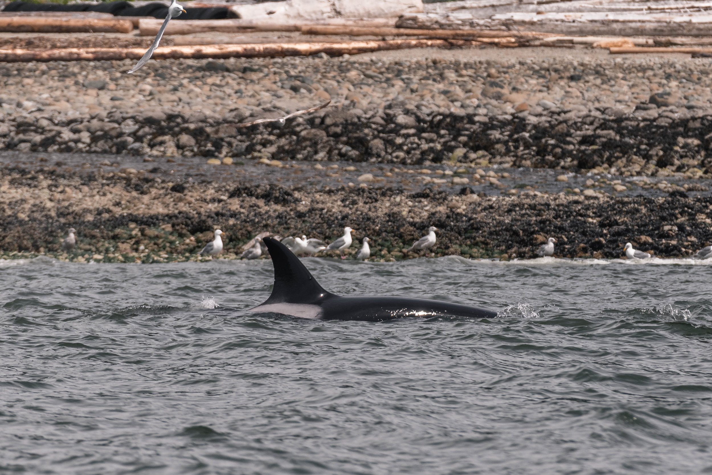 May 25, 2025, 10:30 AM - Hunting around Howe Sound with the T086As, T086A1s, and T101s