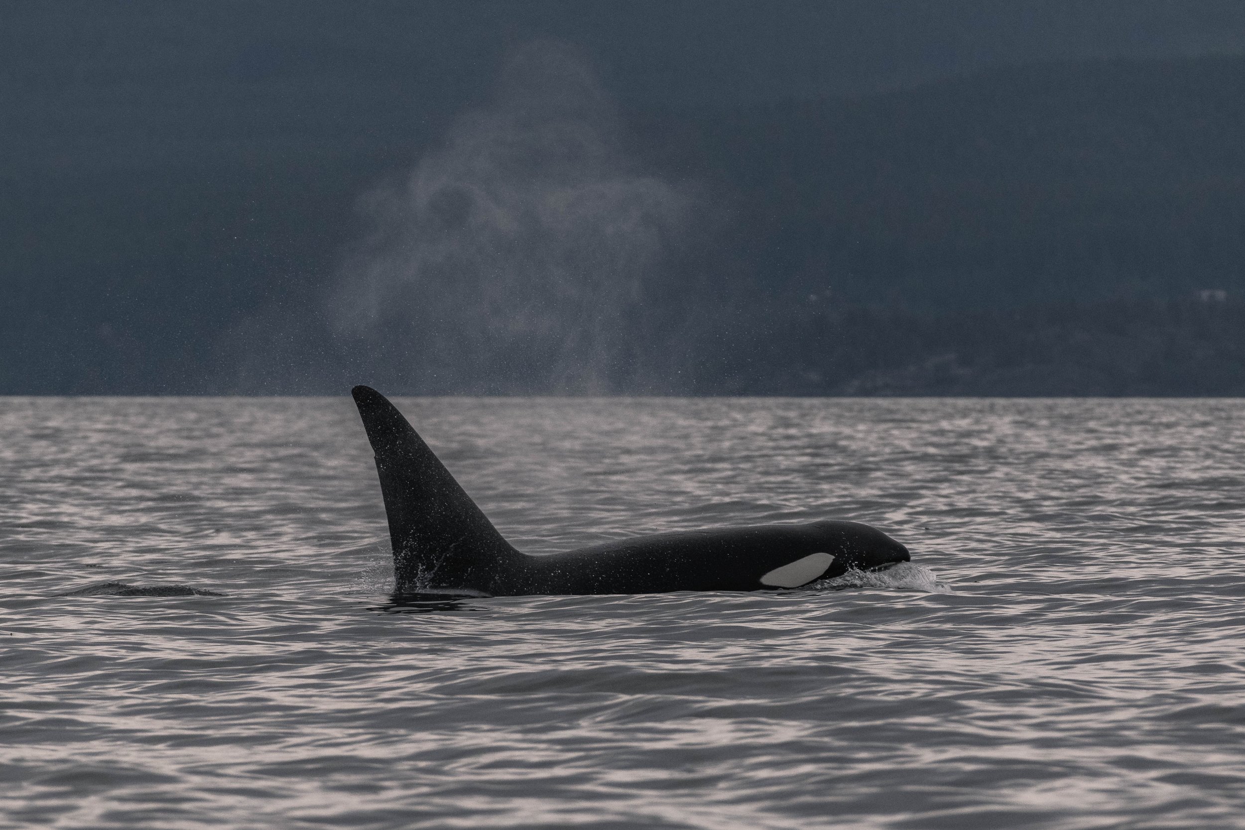 May 25, 2025, 3:30 PM - Having a whale of a time