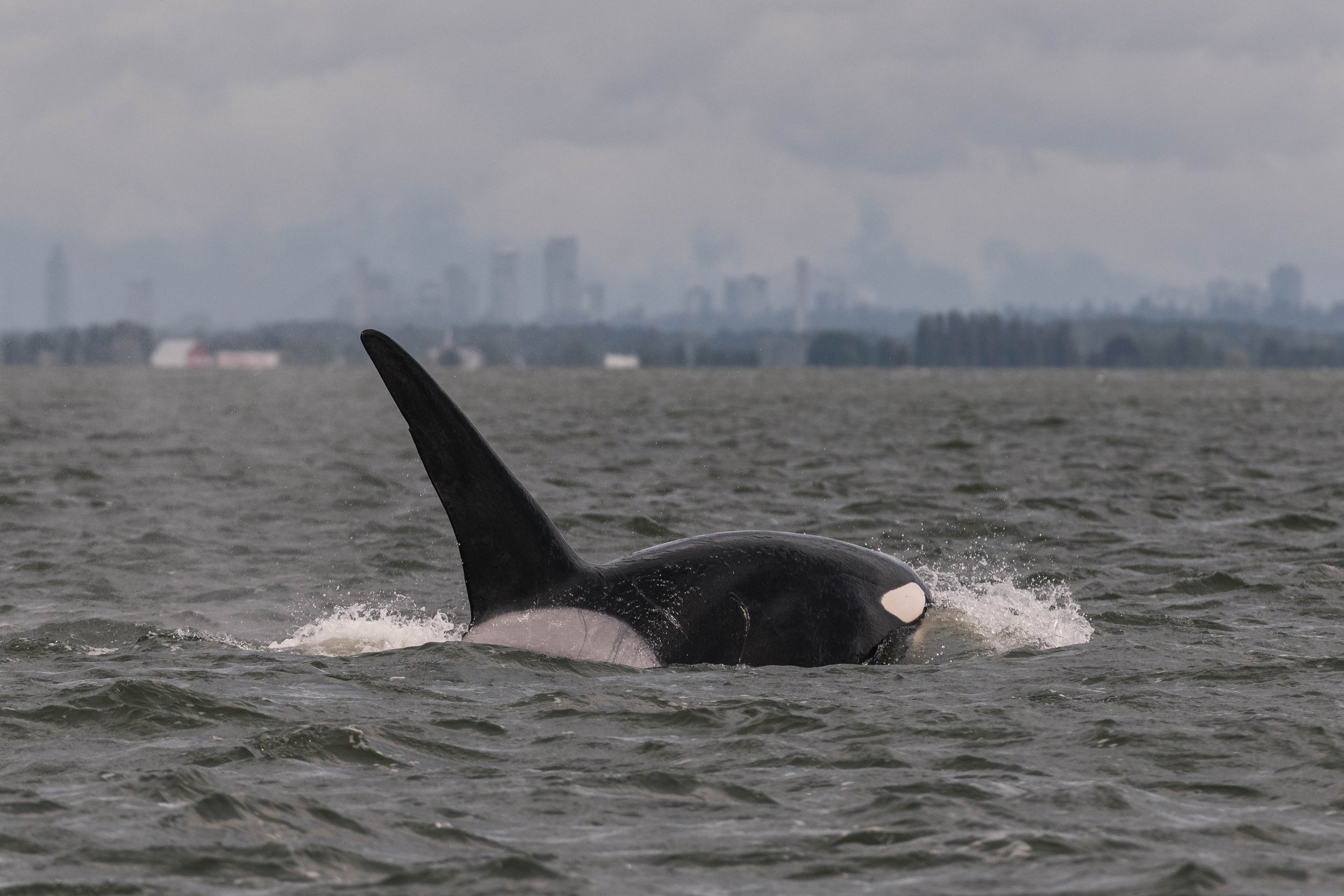 May 26, 2025, 10:30 AM - Grey skies and a Grey Whale, with a T-party just around the corner. 