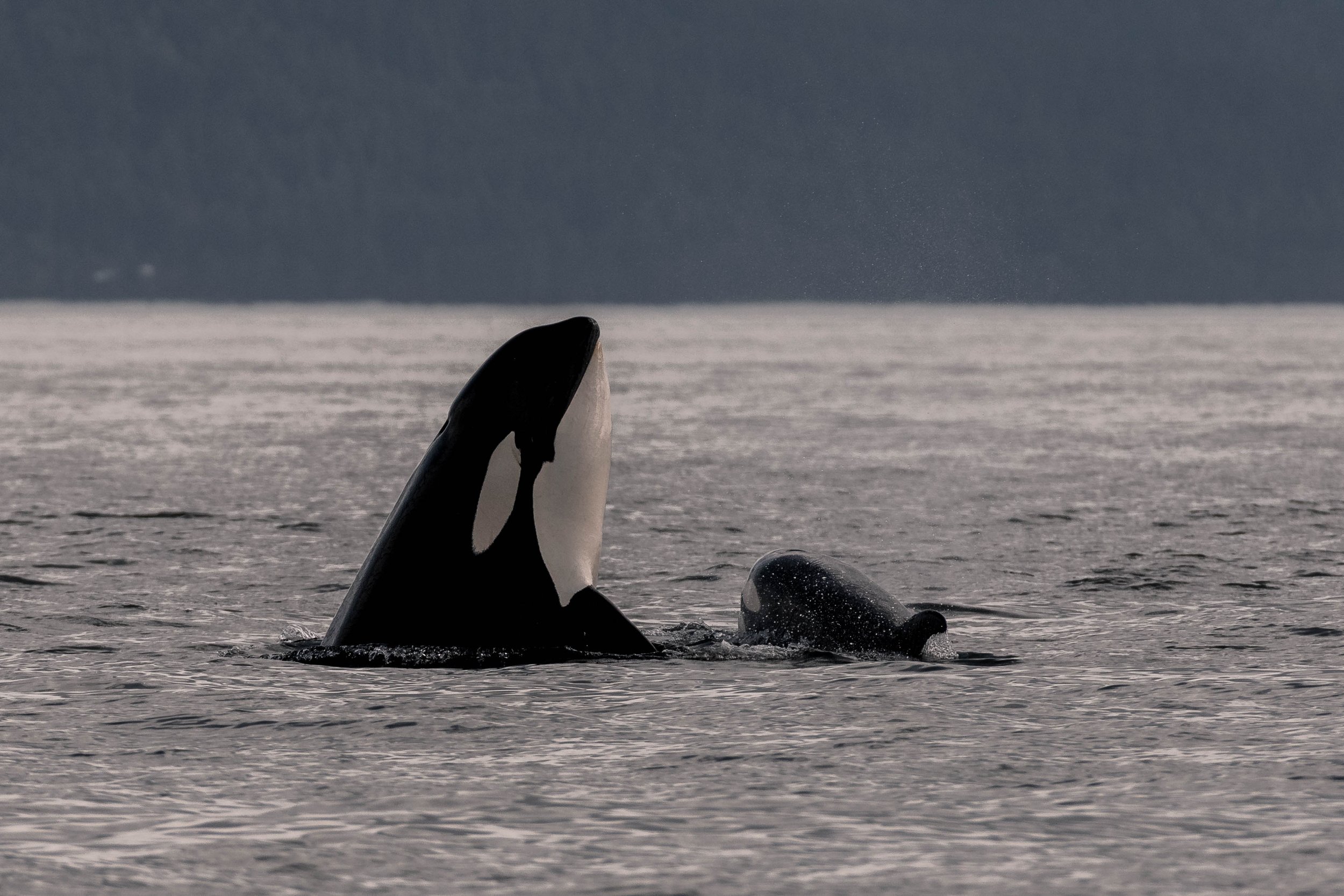 May 26, 2025, 3:30 PM - Visiting a couple of Nepo-babies in the US waters