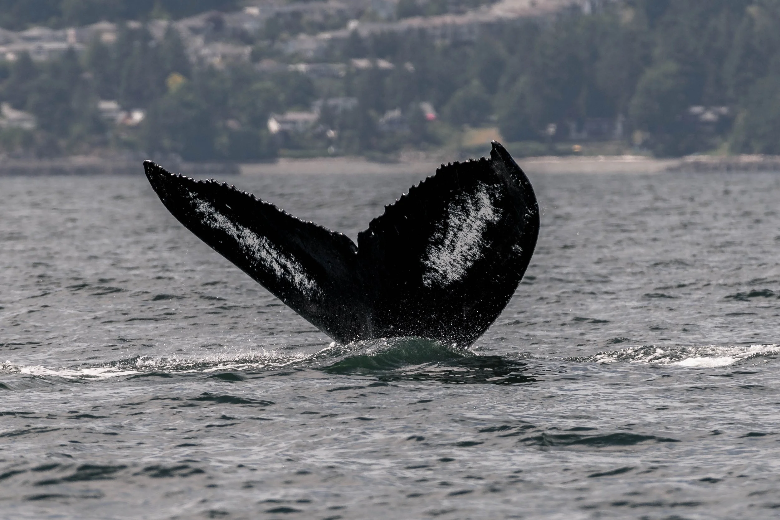 May 27, 2025 - Humpbacks everywhere we look! 