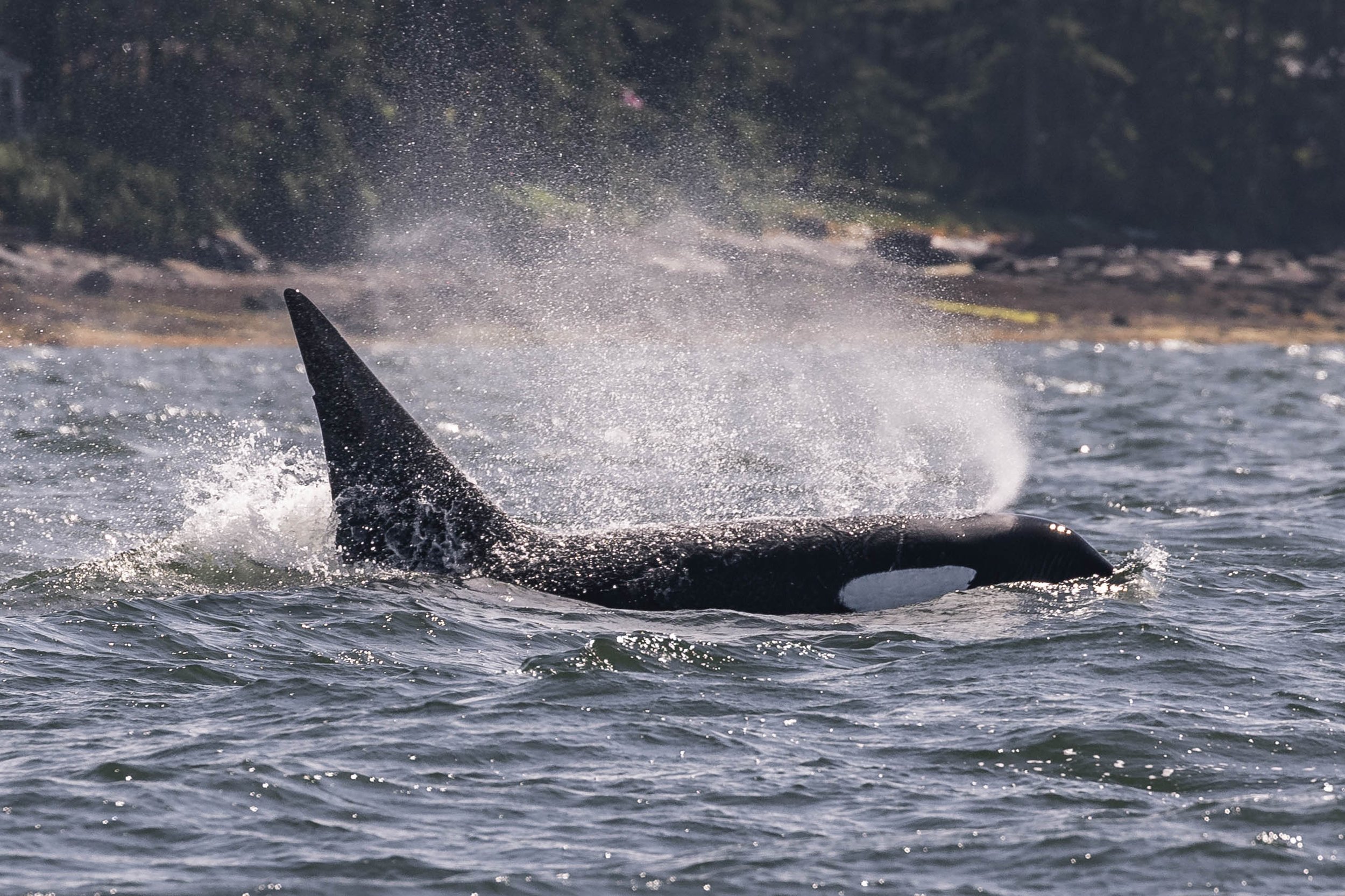 May 29, 2025 - Wildlife, waves and whales! 