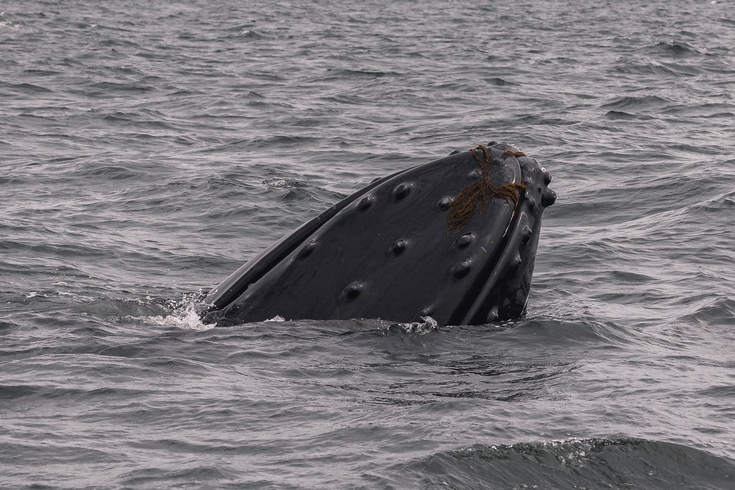 May 30, 2025 - A beautiful day with humpbacks! 