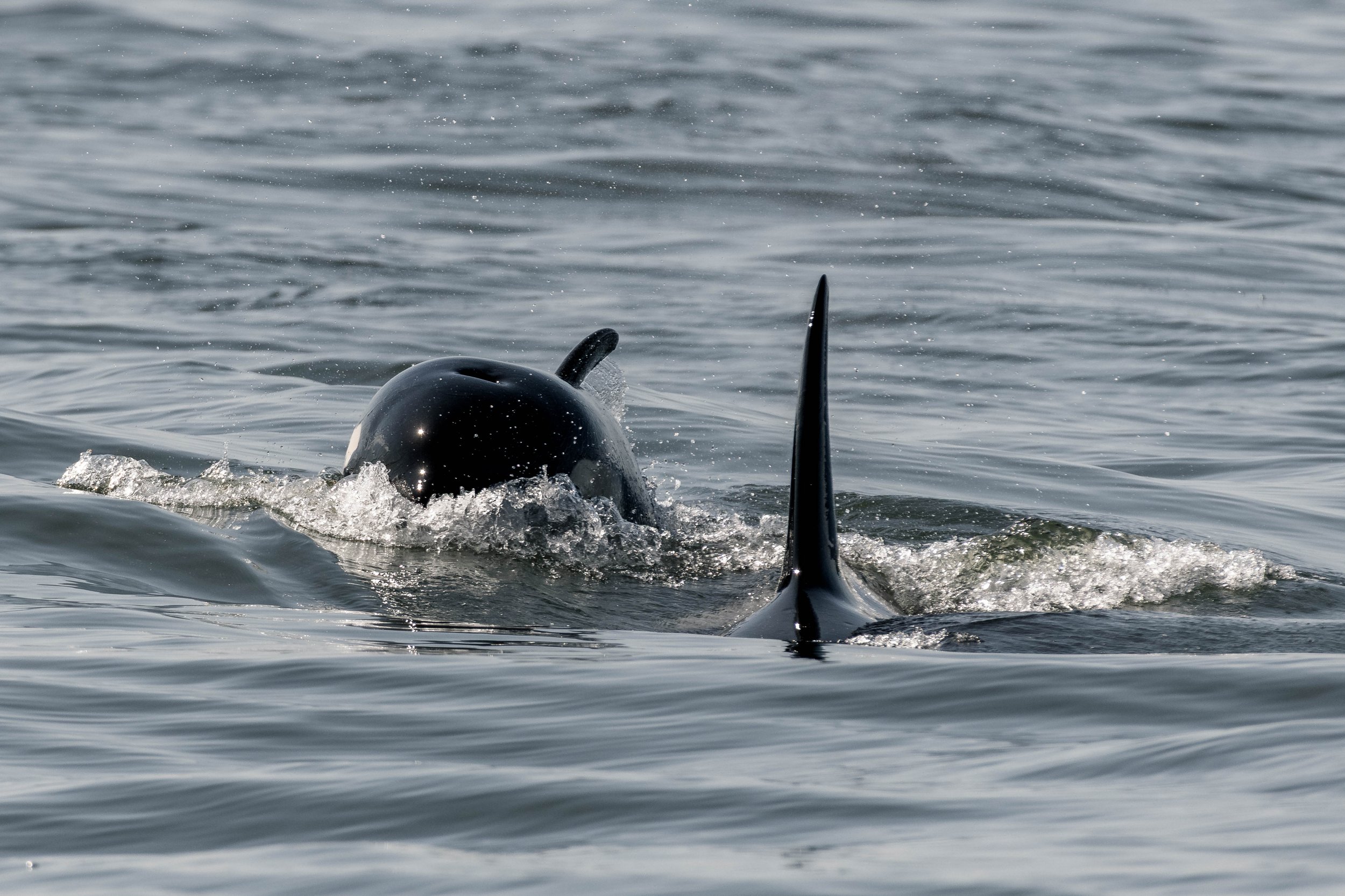 June 3, 2025, 3:30 PM - A hodgepodge of Orca followed by Humpback Soup! 