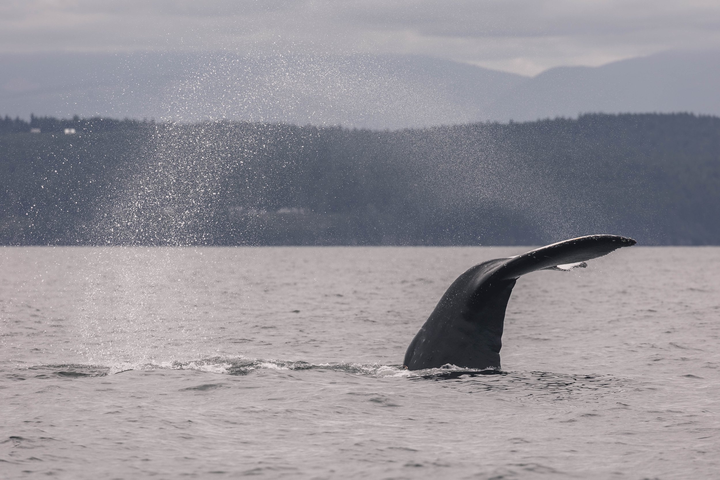 June 4, 2025, 10:30 AM - Humpbacks everywhere we looked! 
