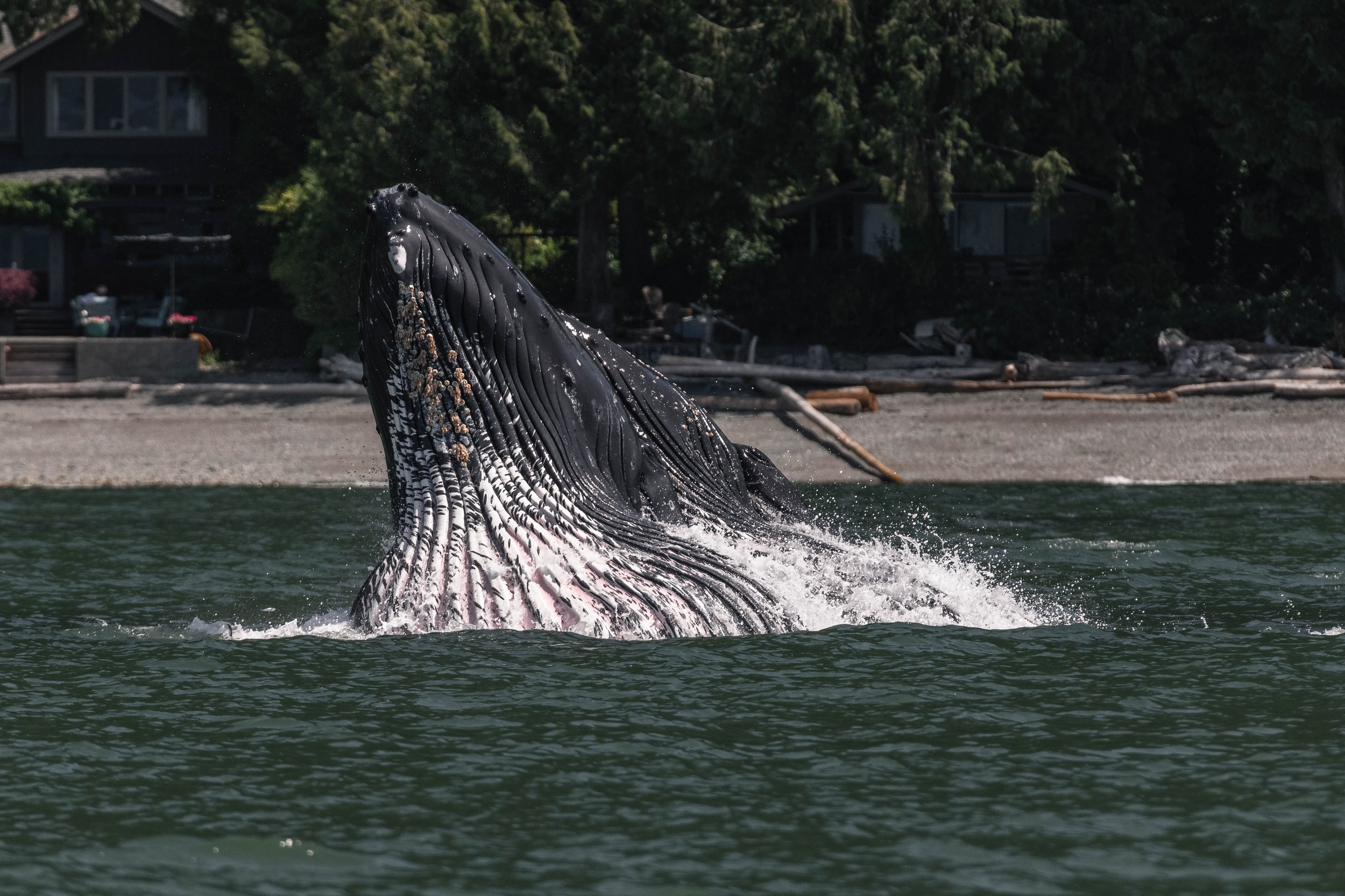 June 6, 2025 - T101s travelling and a breachapalooza with the Humpbacks!