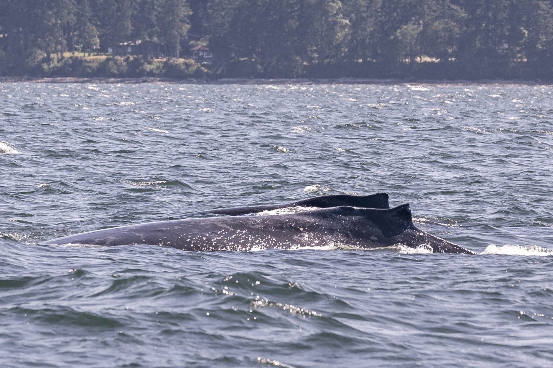 June 7, 2025, 3:30 PM - A Trio of Young Humpbacks off of Gabriola Island!
