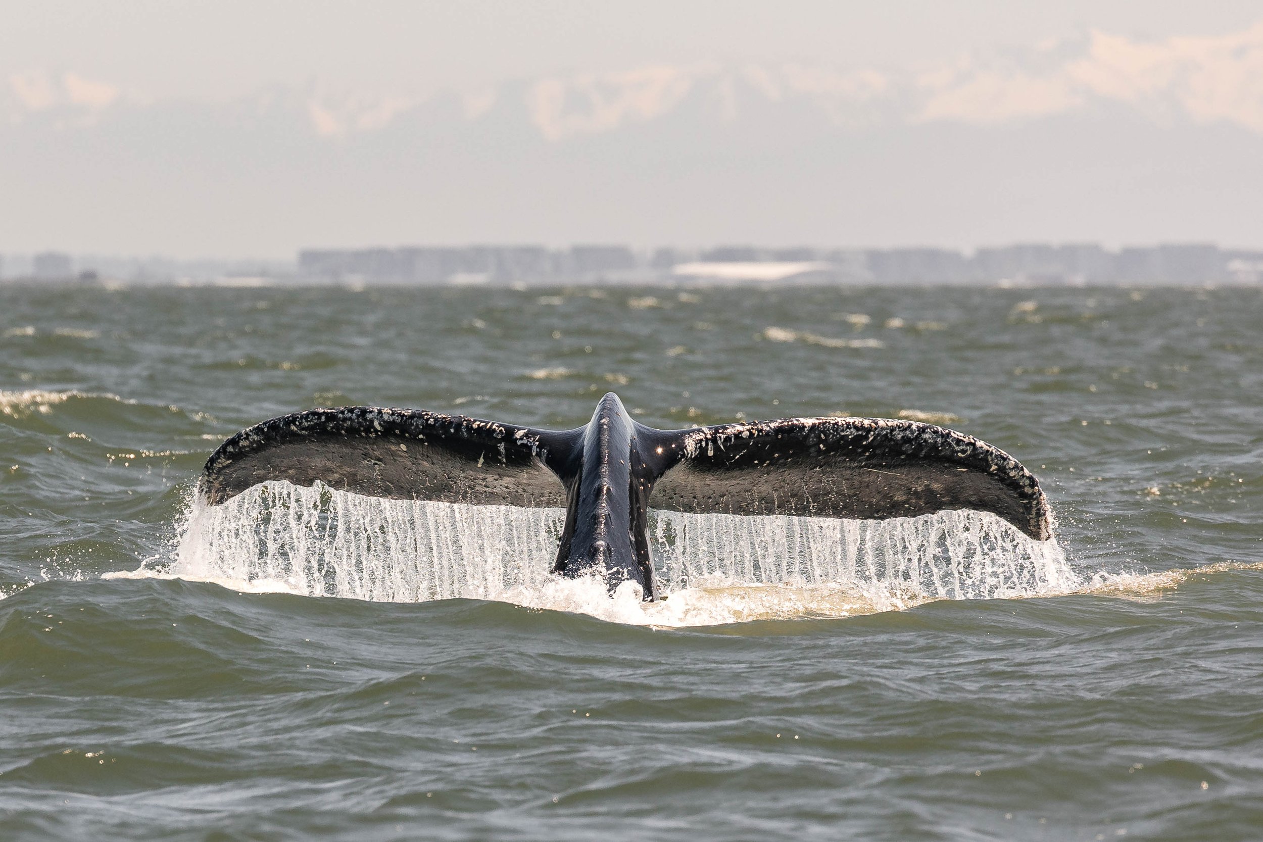 June 8, 2025, 10:30 AM - Young humpbacks by Bowen Island