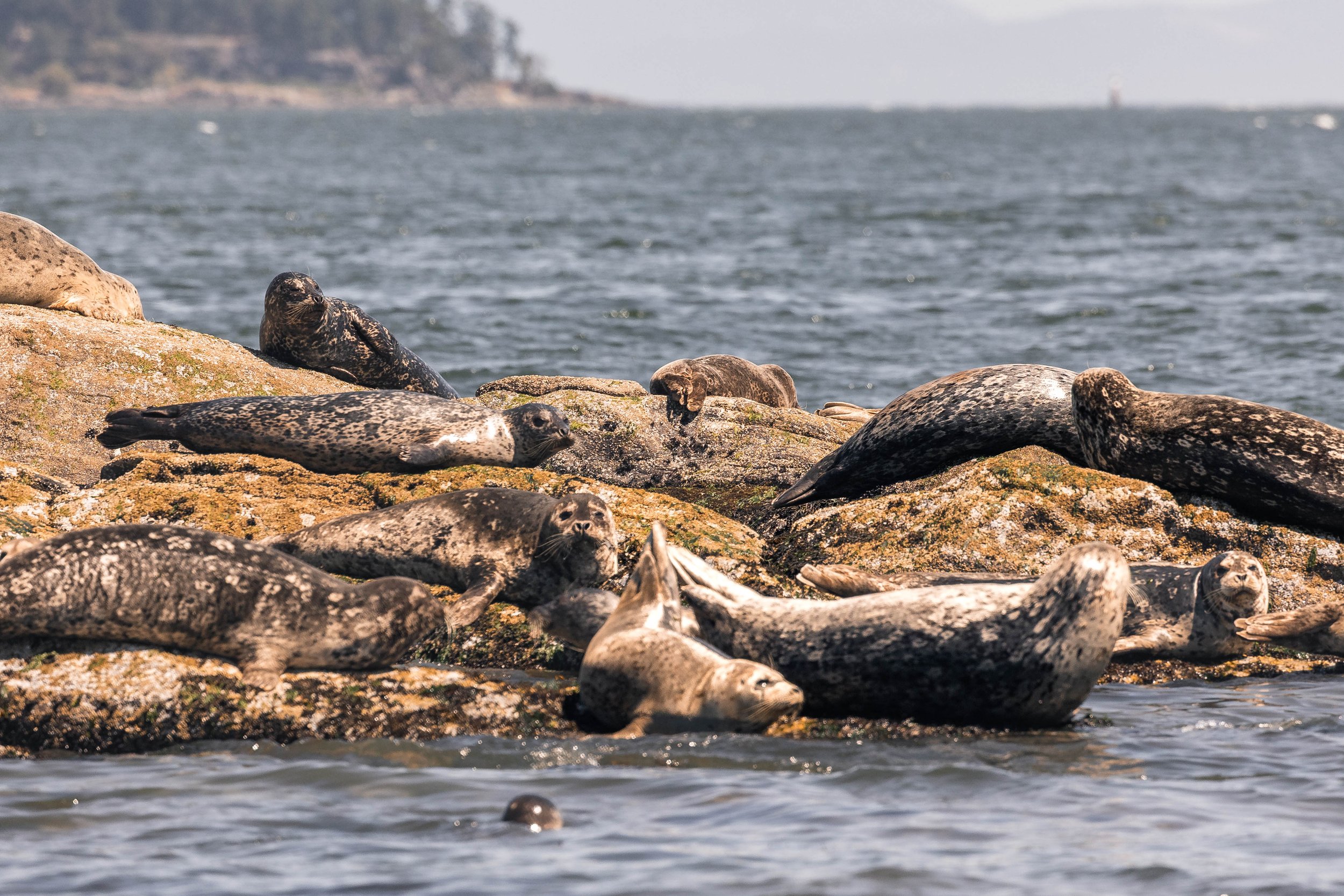 June 9, 2025, 10:30 AM - Searching the Southern Gulf Islands