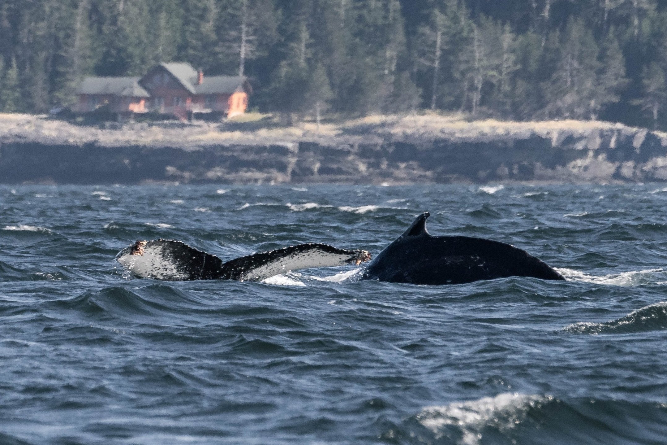 June 9, 2025, 3:30 PM - 2 pairs of humpbacks, feeding and enjoying the sunshine!