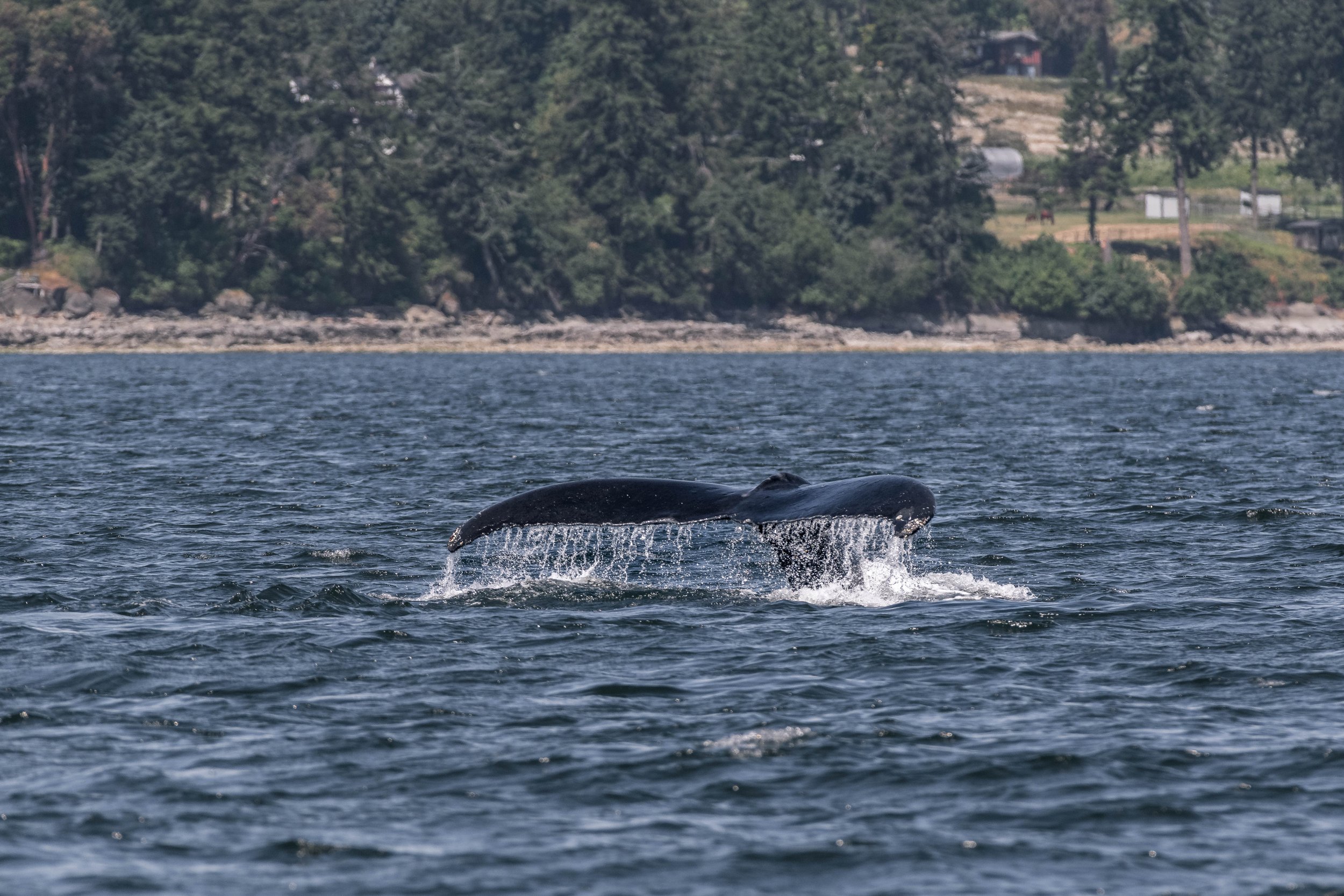June 10, 2025 - Spending time with Humpbacks Achilles and Turkey in the SGIs