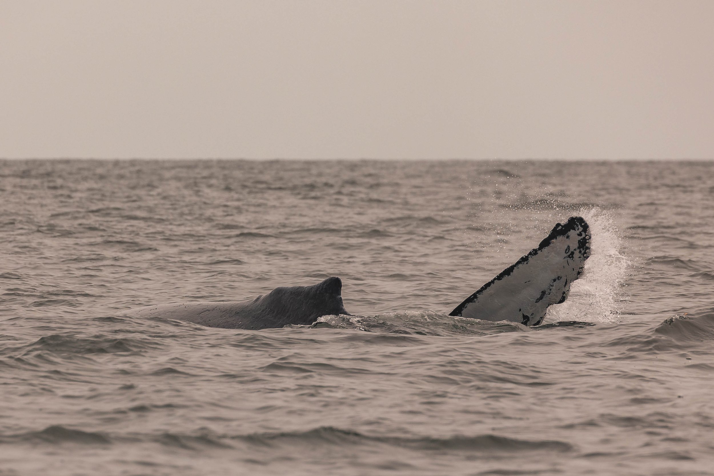 June 11, 2025 - A Bowl of Humpback Soup, Please!