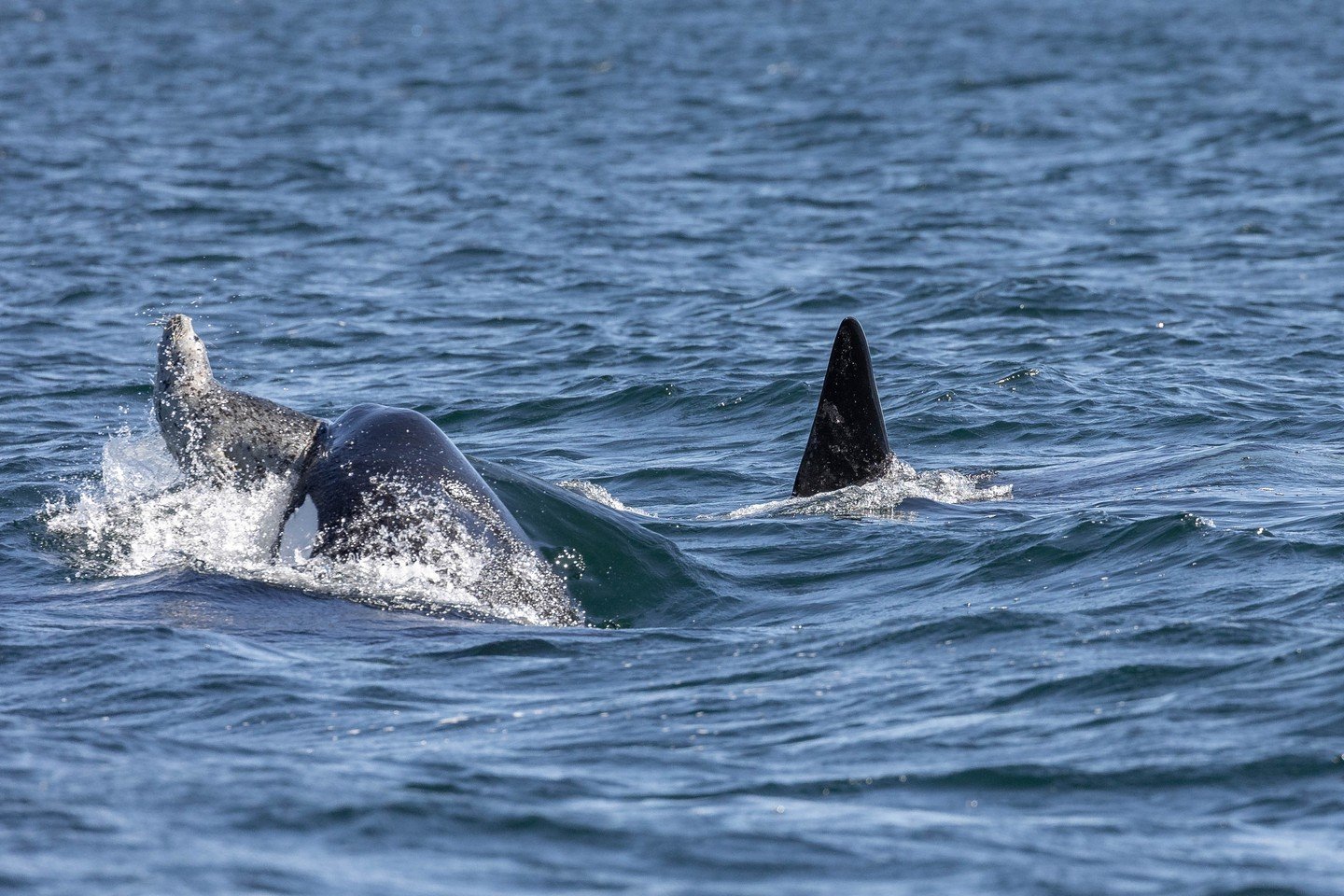 Did you know that Orca, aka Killer Whales, have the strongest bite force in the animal kingdom? 

That's right! With a bite force of 19,000 psi, they greatly eclipse the next closest animal, the Nile Crocodile, which only has a 5,000 psi bite force. 