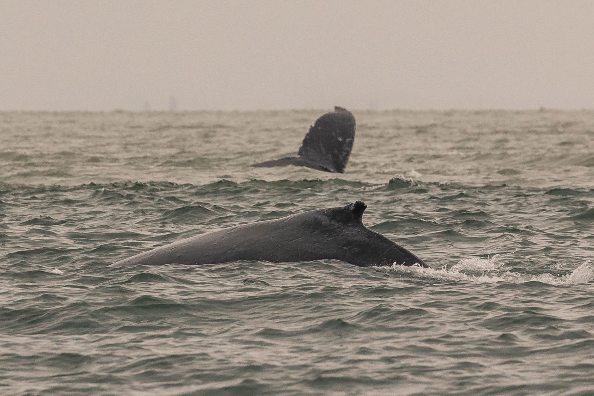 June 12, 2025, 10:30 AM - Big friends in the Salish Sea. 
