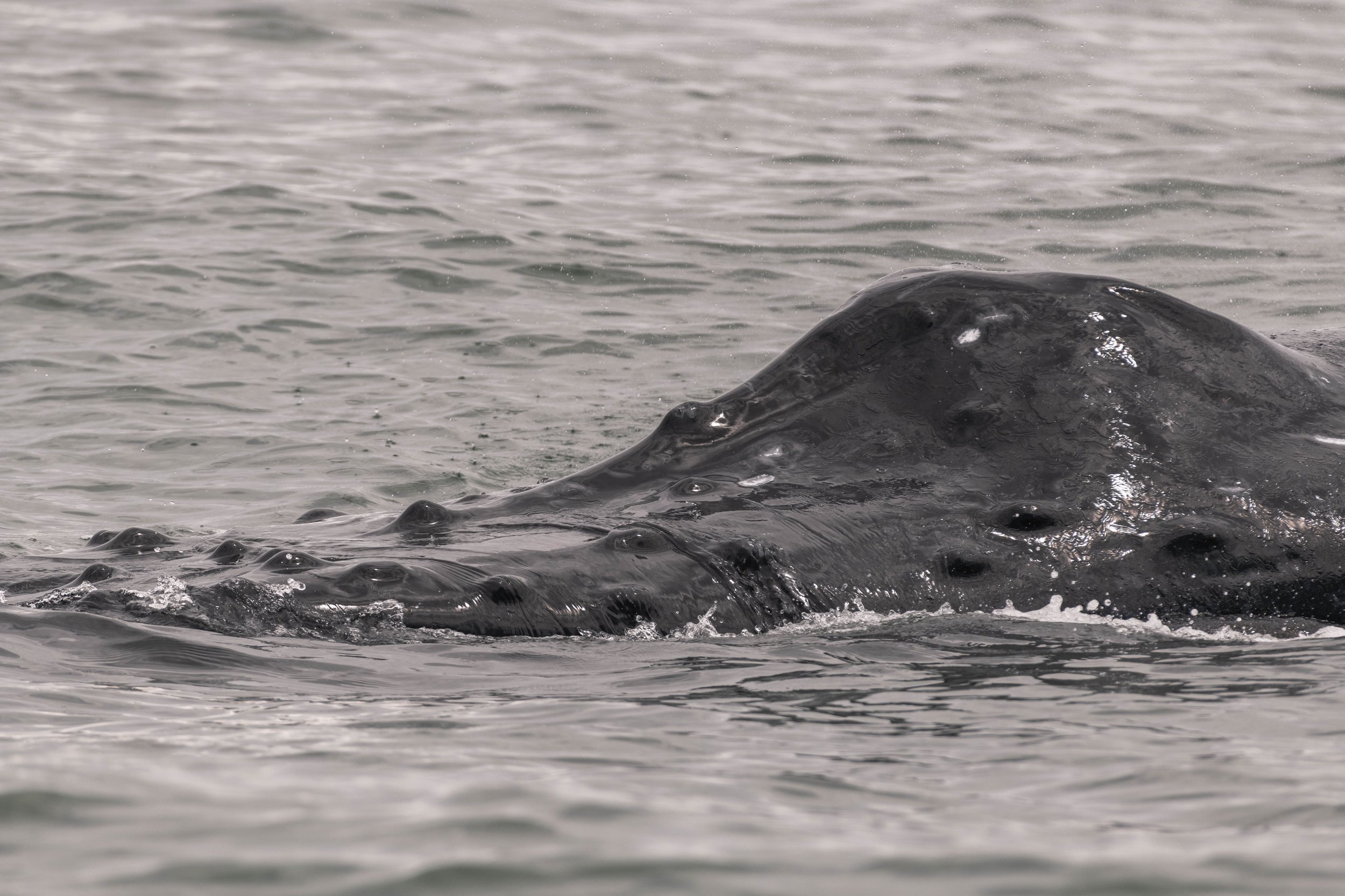 June 13, 2025, 10:30 AM - Humpbacks, humpbacks, humpbacks! 