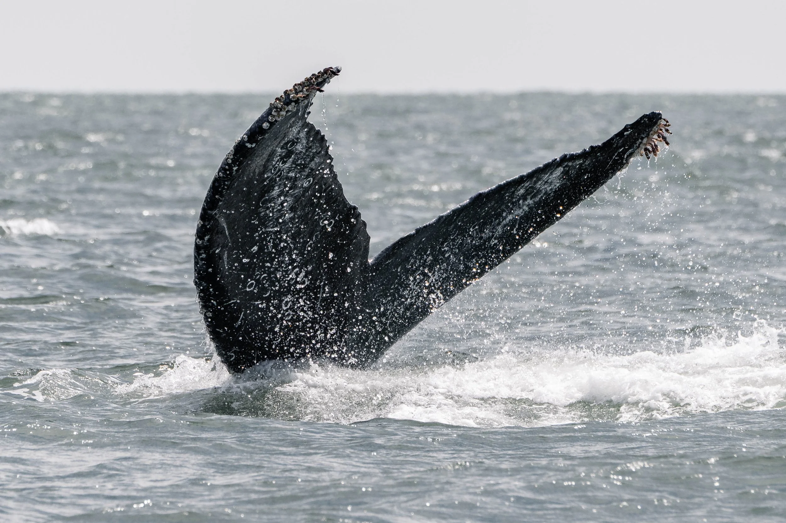 June 14, 2025, 10:30 AM - Flukes Up with the Humpbacks!
