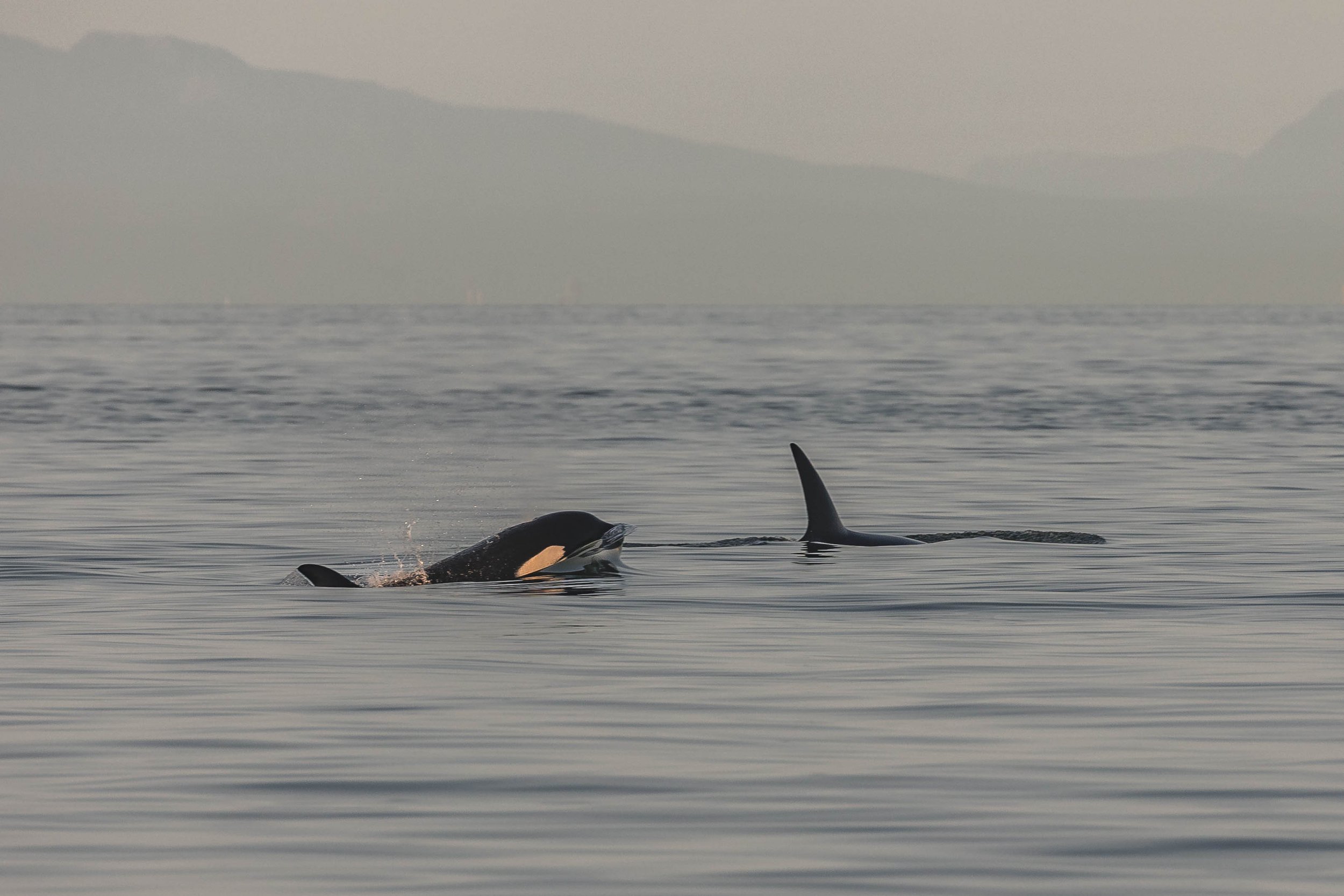 June 15, 2025, 3:30 PM - Another helping of soup please - the Humpback kind!