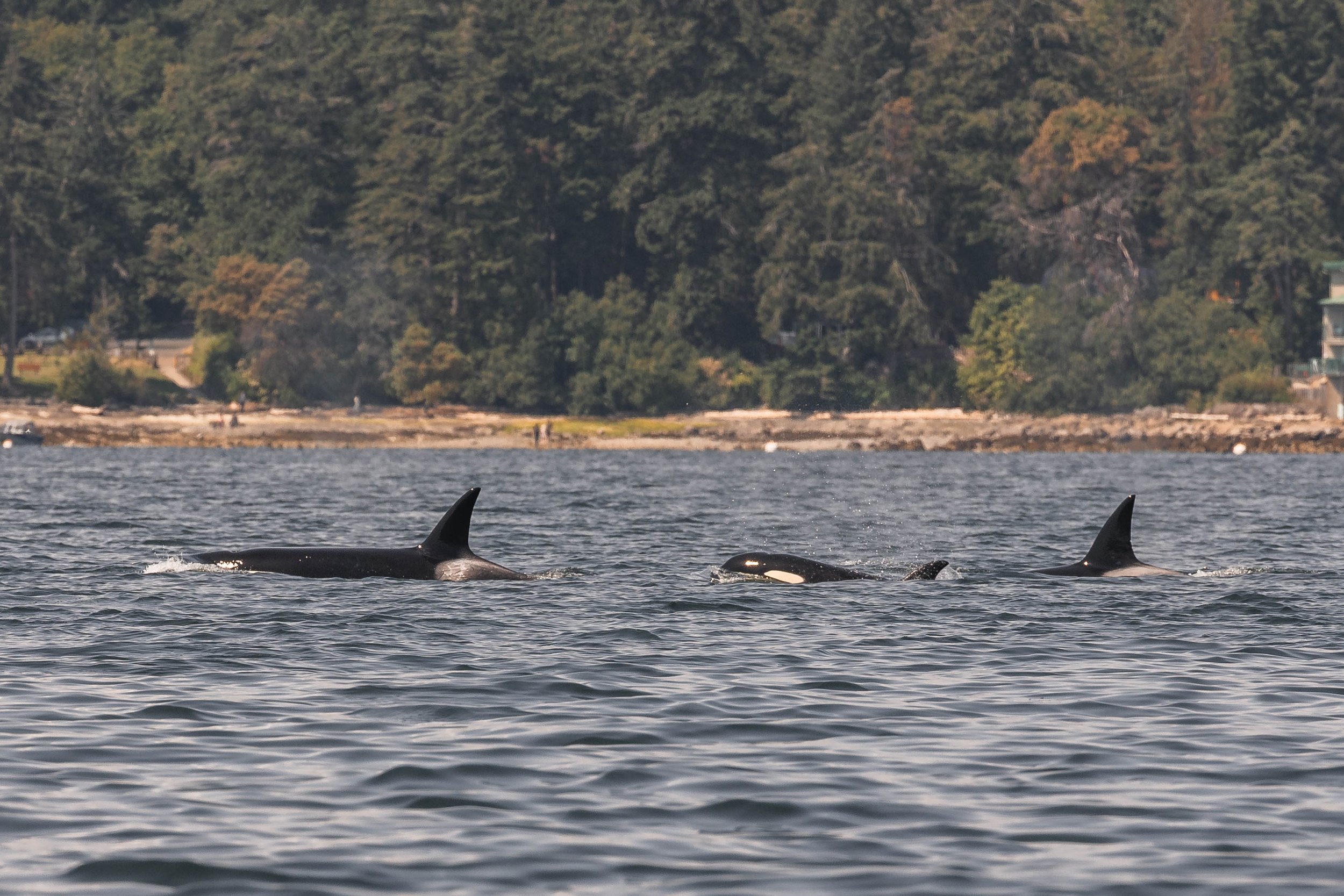 June 15, 2025, 10:30 AM - The T046B1s (and cousin) as well as an elusive little humpback!