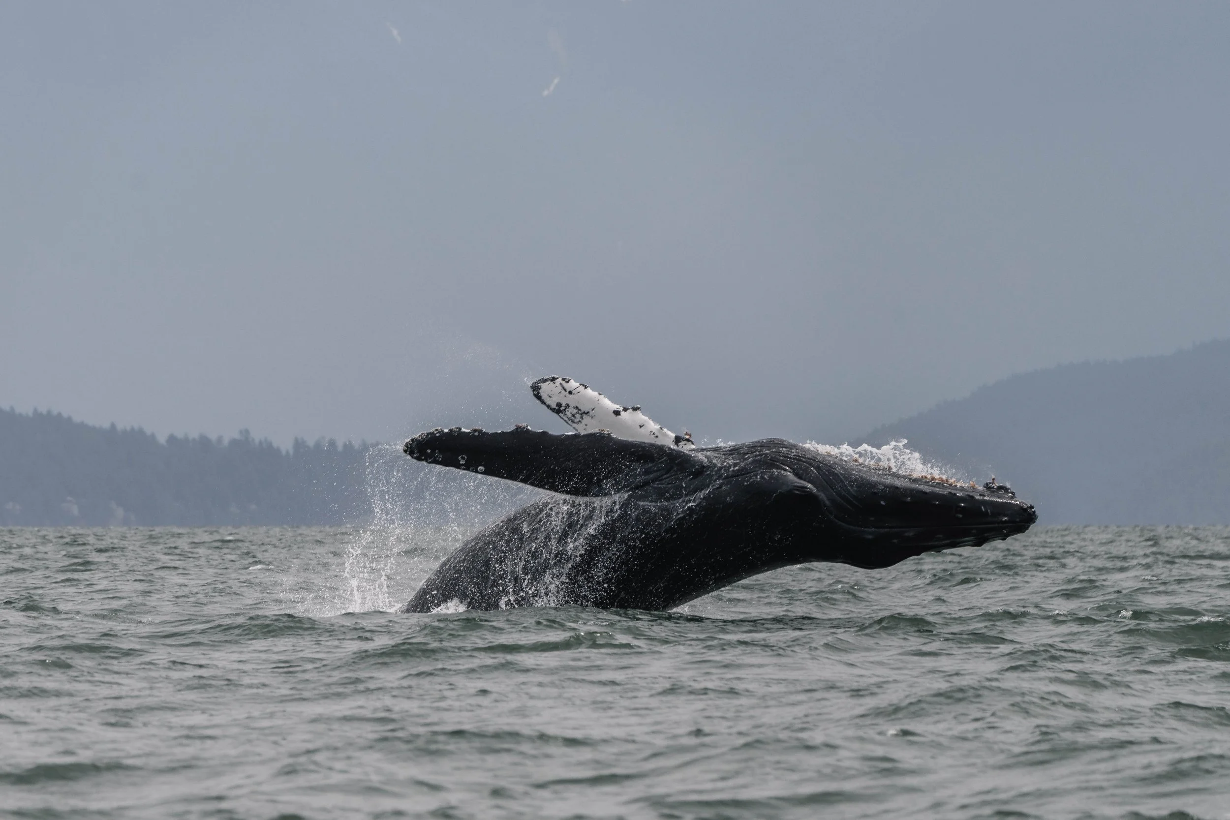 June 16, 2025, 10:30 AM - Humpback Soup and it was Boiling! Plus the T075Bs