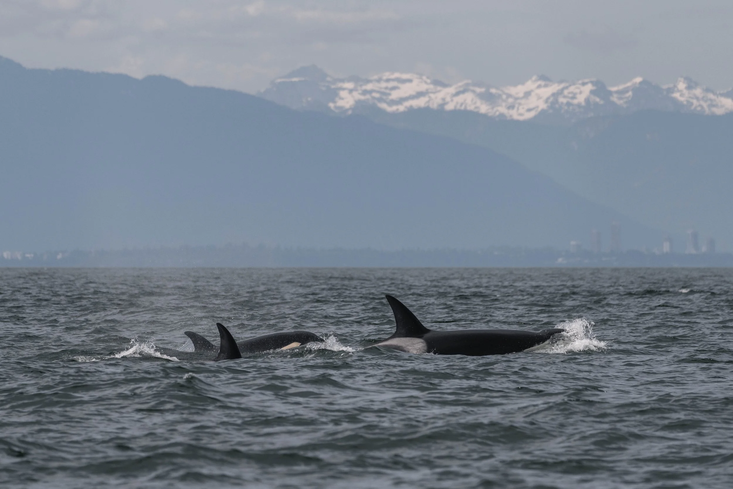 June 16, 2025, 3:30 PM - Spending time with the T075Bs and Incognito the Humpback! 