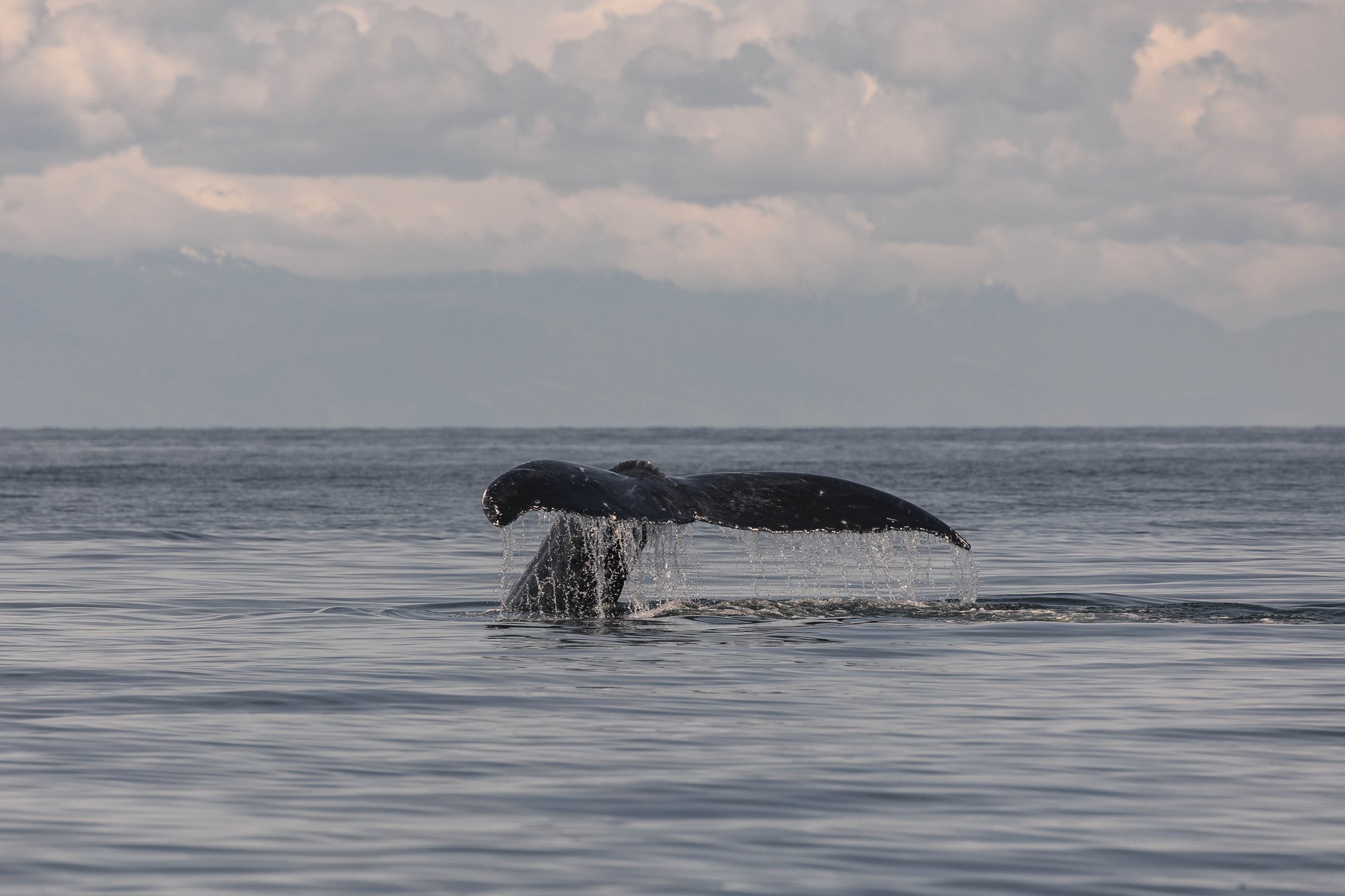 June 19, 2025, 10:30 AM - A handful of humpbacks in the Strait of Georgia