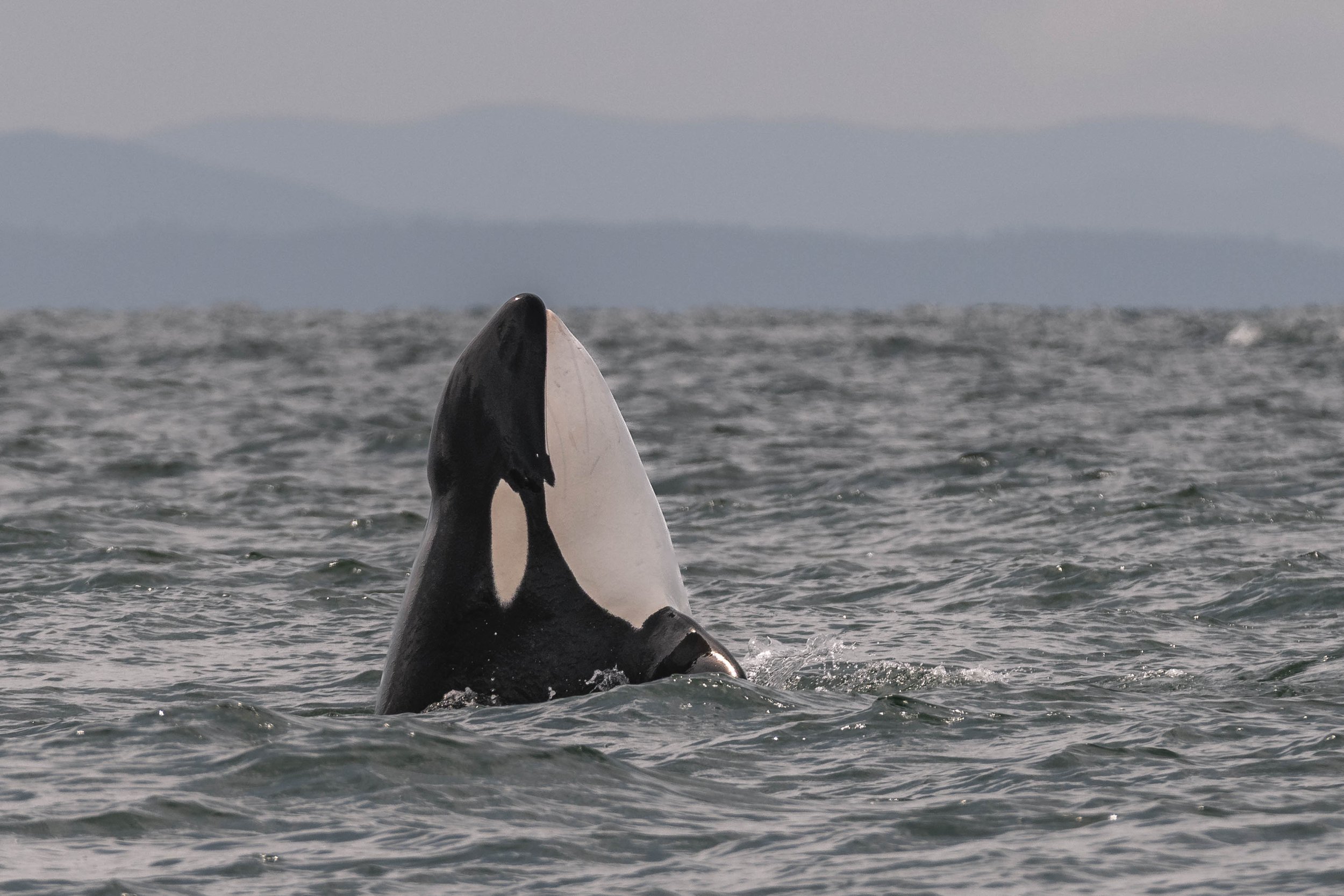 June 20, 2025, 10:30 AM - T046Bs, T046C2 and quadruple humpbacks.